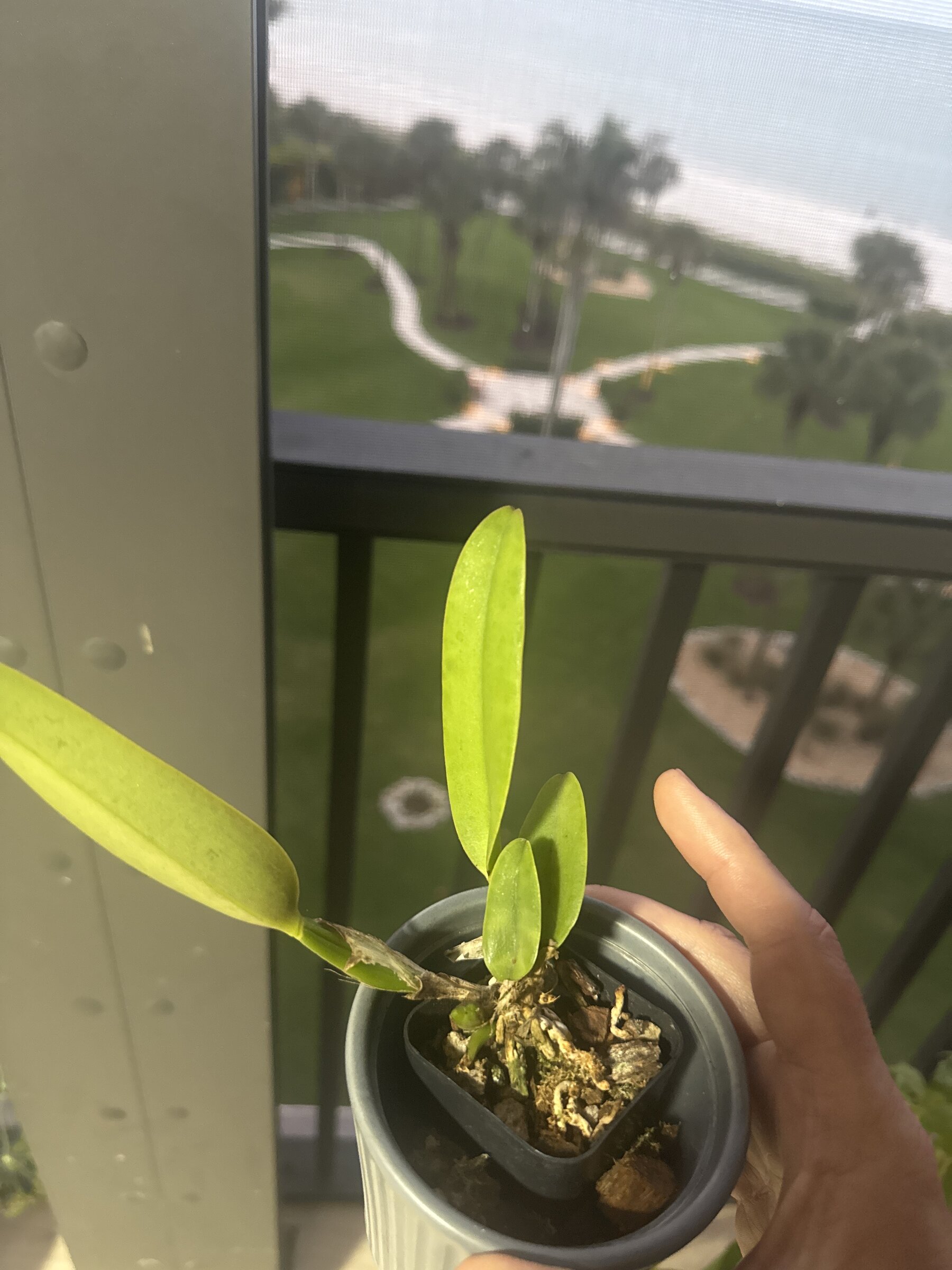 Mother Nature’s Son — 2026-03-29 — New Growth Continues