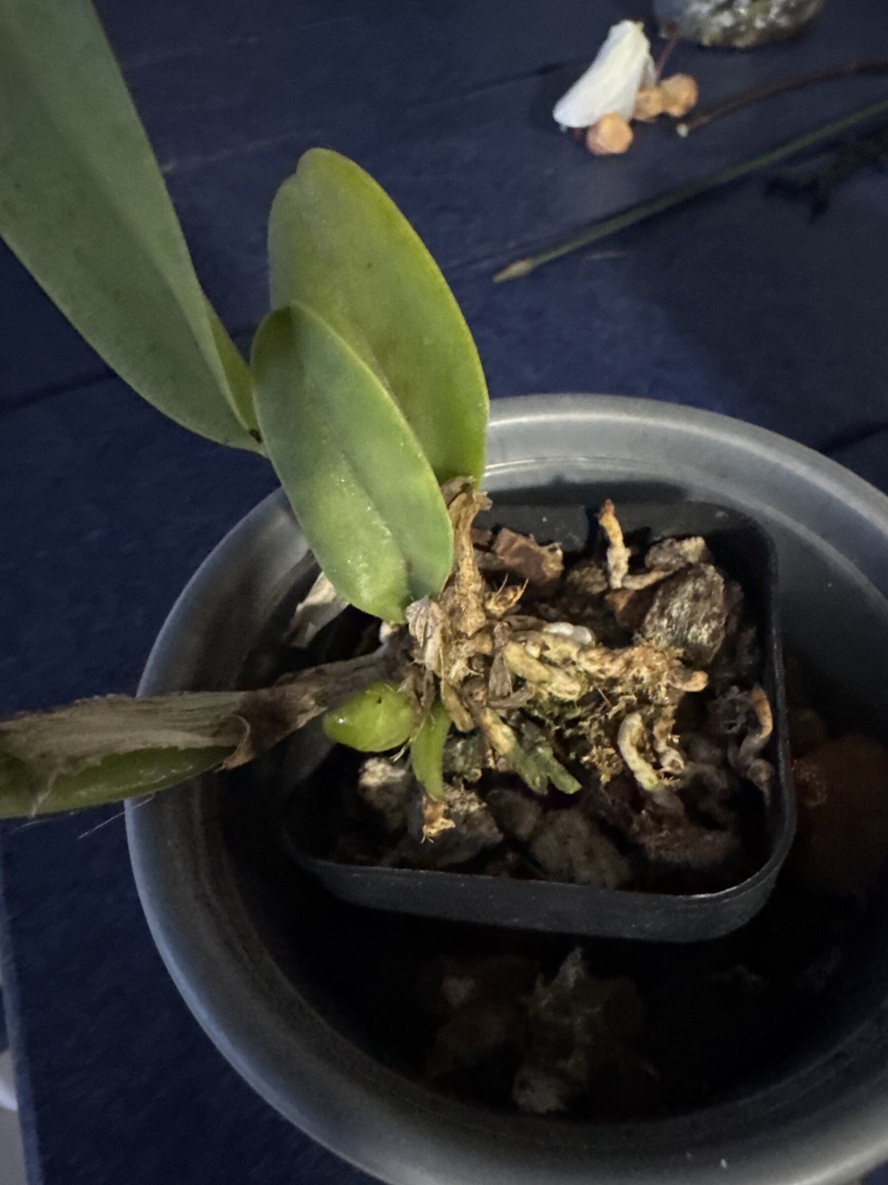 Mother Nature’s Son — 2026-04-03 — Basal Shoot Enlarges