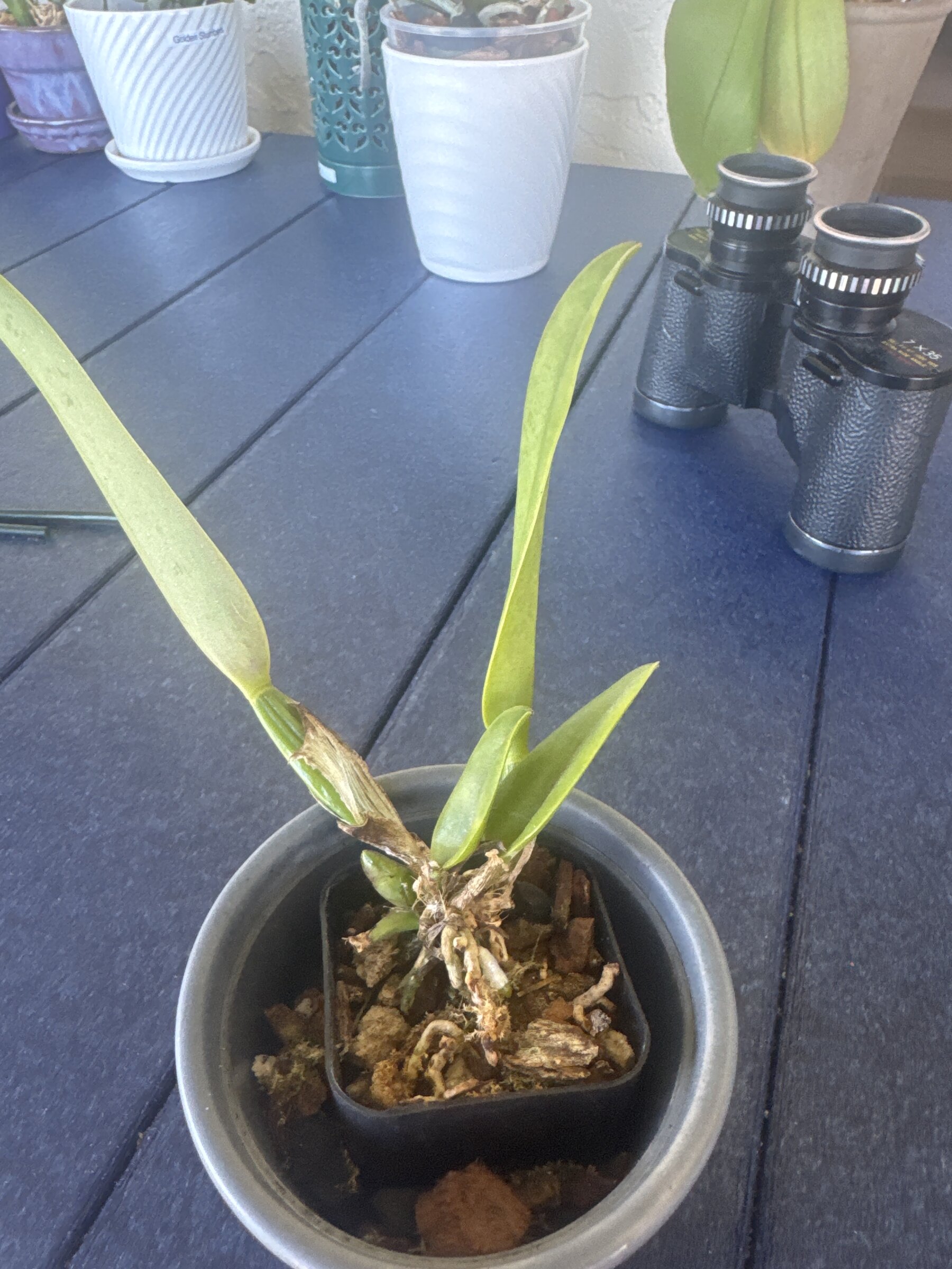 Mother Nature’s Son — 2026-04-05 — Growth Check