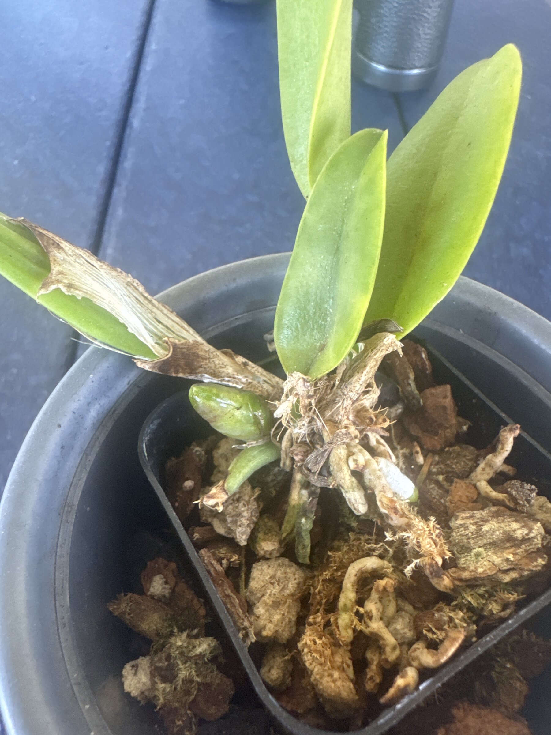 Mother Nature’s Son — 2026-04-05 — Growth Check