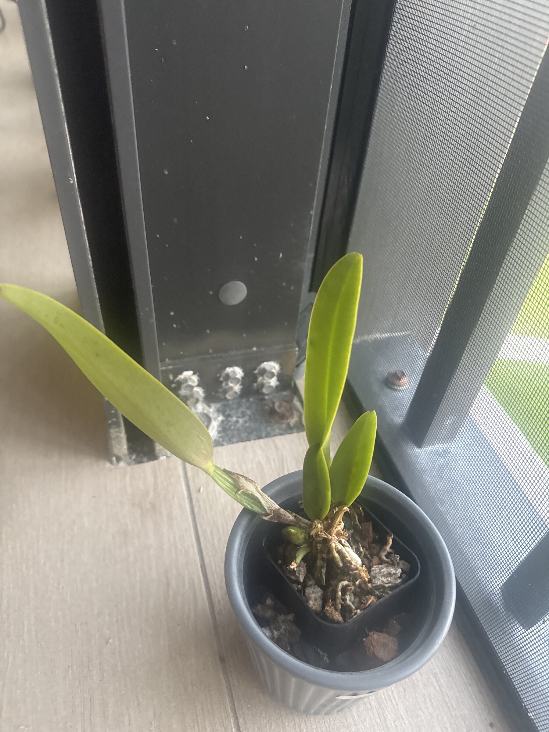 Mother Nature’s Son — 2026-04-12 — Root Cleanup and Repot