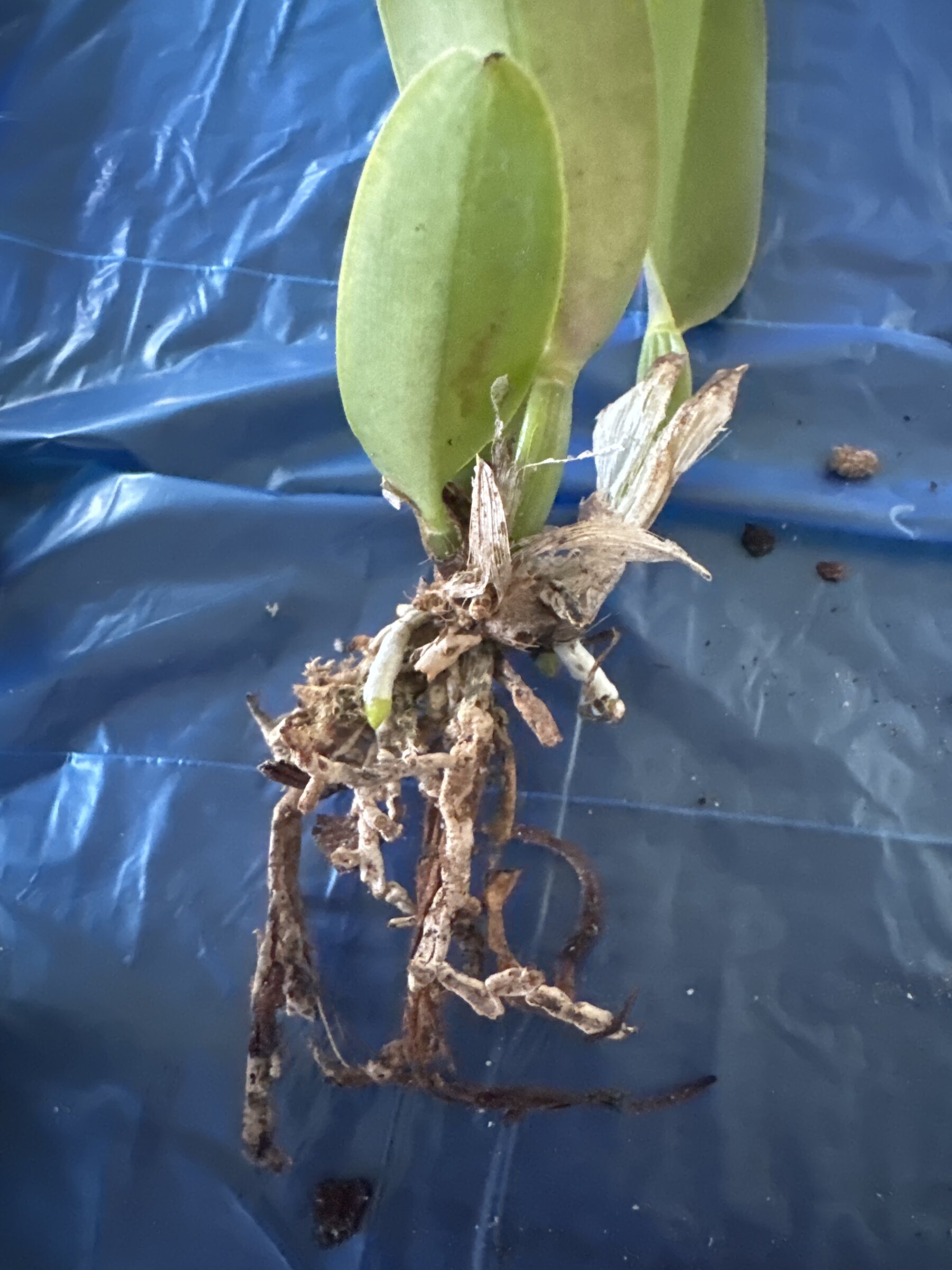 Mother Nature’s Son — 2026-04-12 — Root Cleanup and Repot