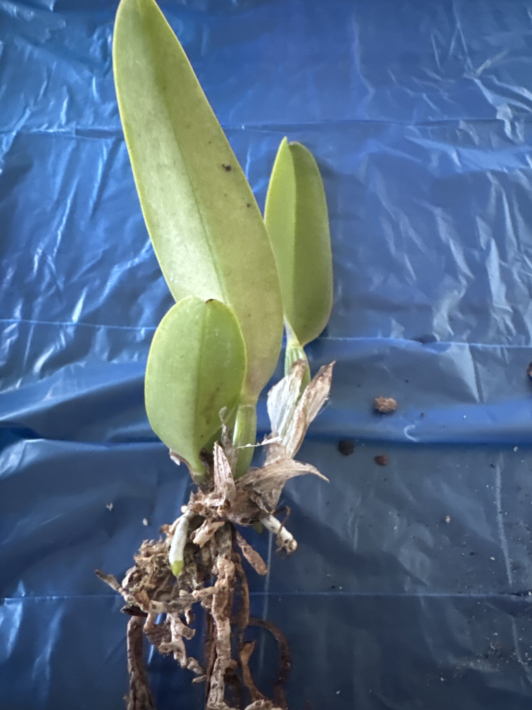 Mother Nature’s Son — 2026-04-12 — Root Cleanup and Repot