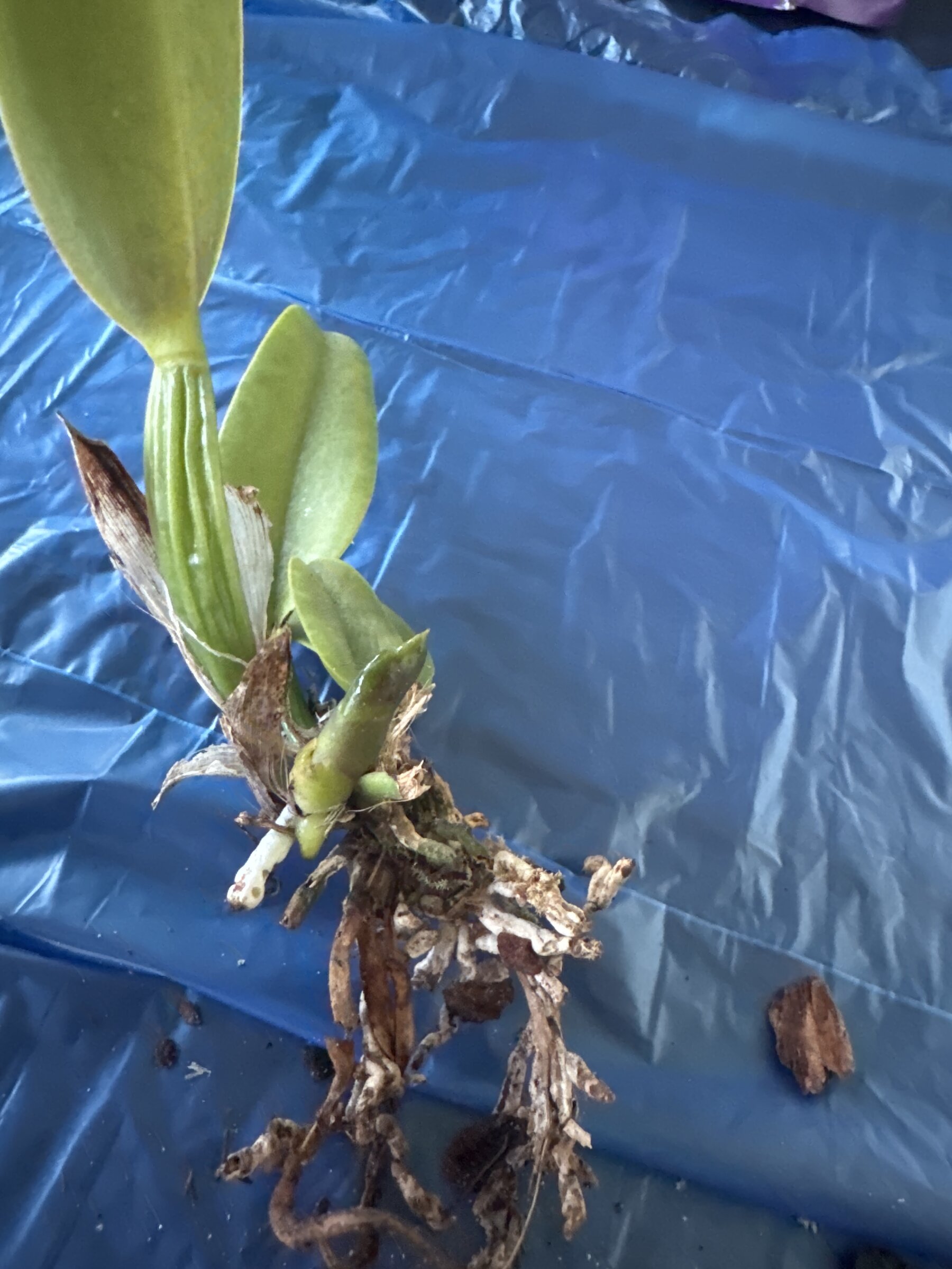 Mother Nature’s Son — 2026-04-12 — Root Cleanup and Repot
