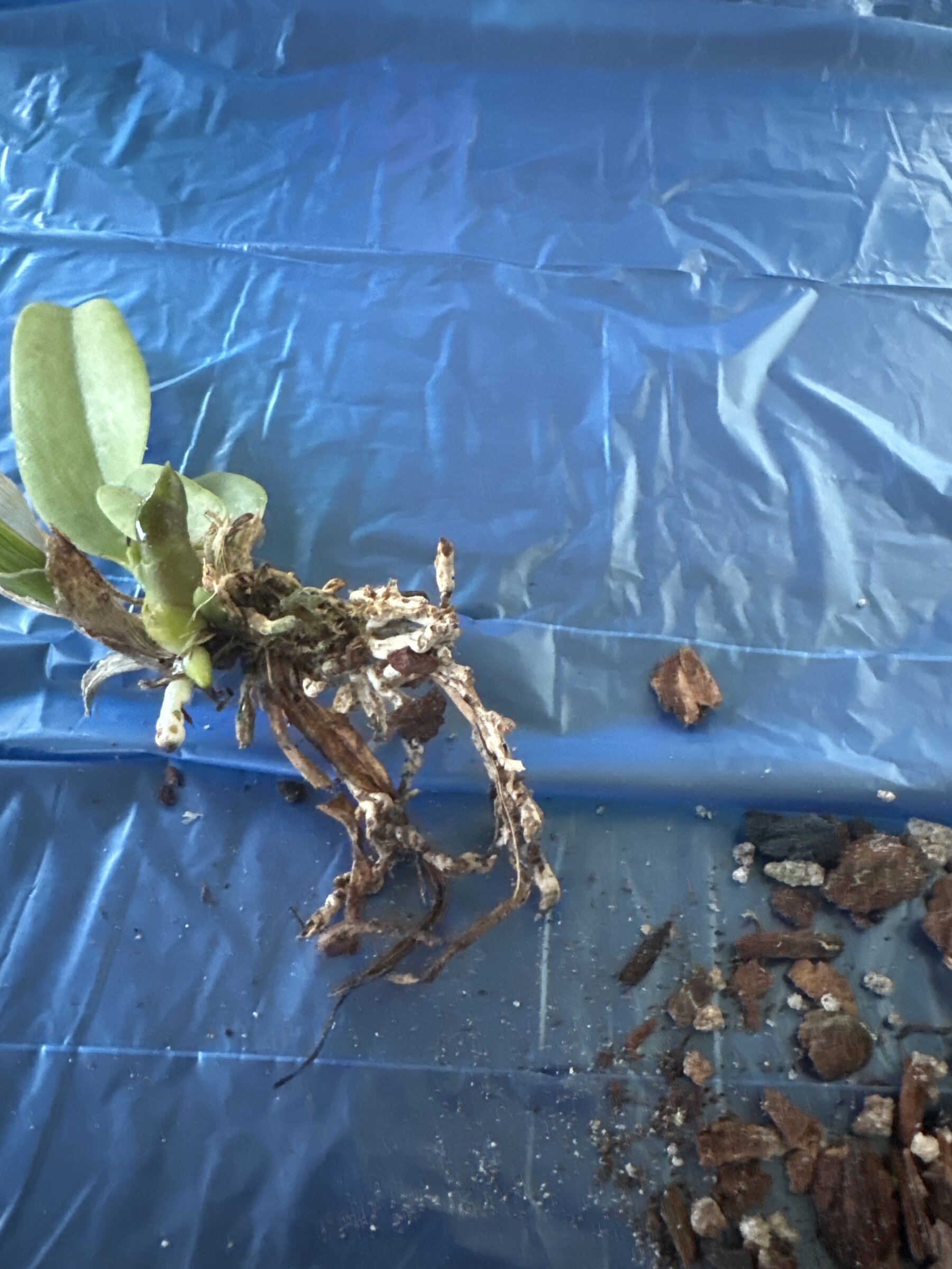 Mother Nature’s Son — 2026-04-12 — Root Cleanup and Repot
