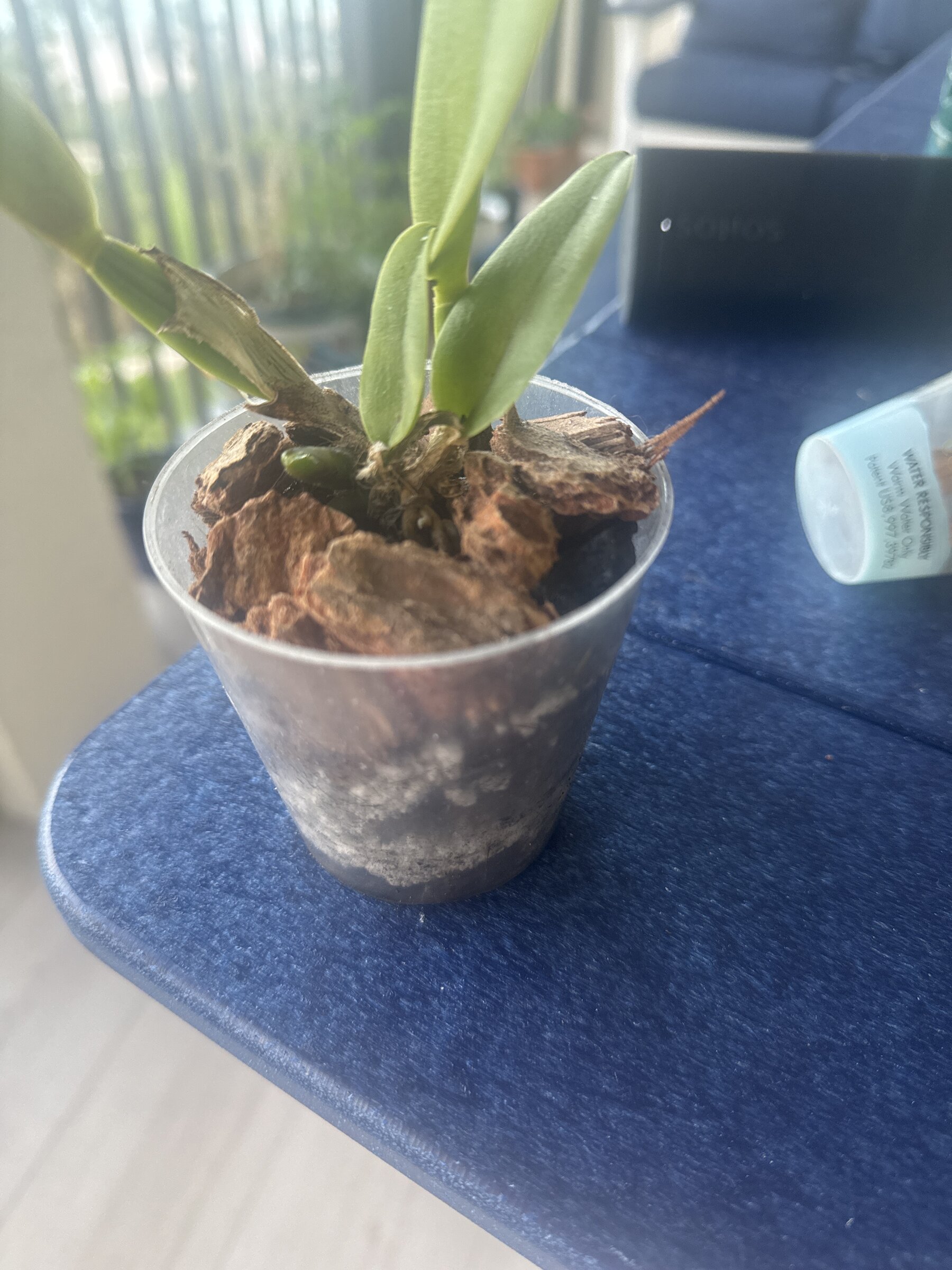 Mother Nature’s Son — 2026-04-12 — Root Cleanup and Repot
