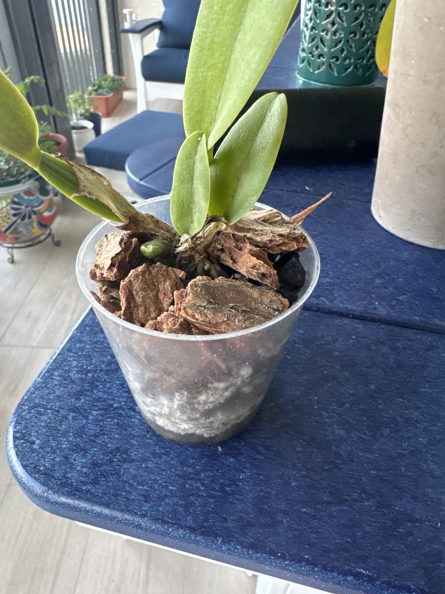 Mother Nature’s Son — 2026-04-12 — Root Cleanup and Repot