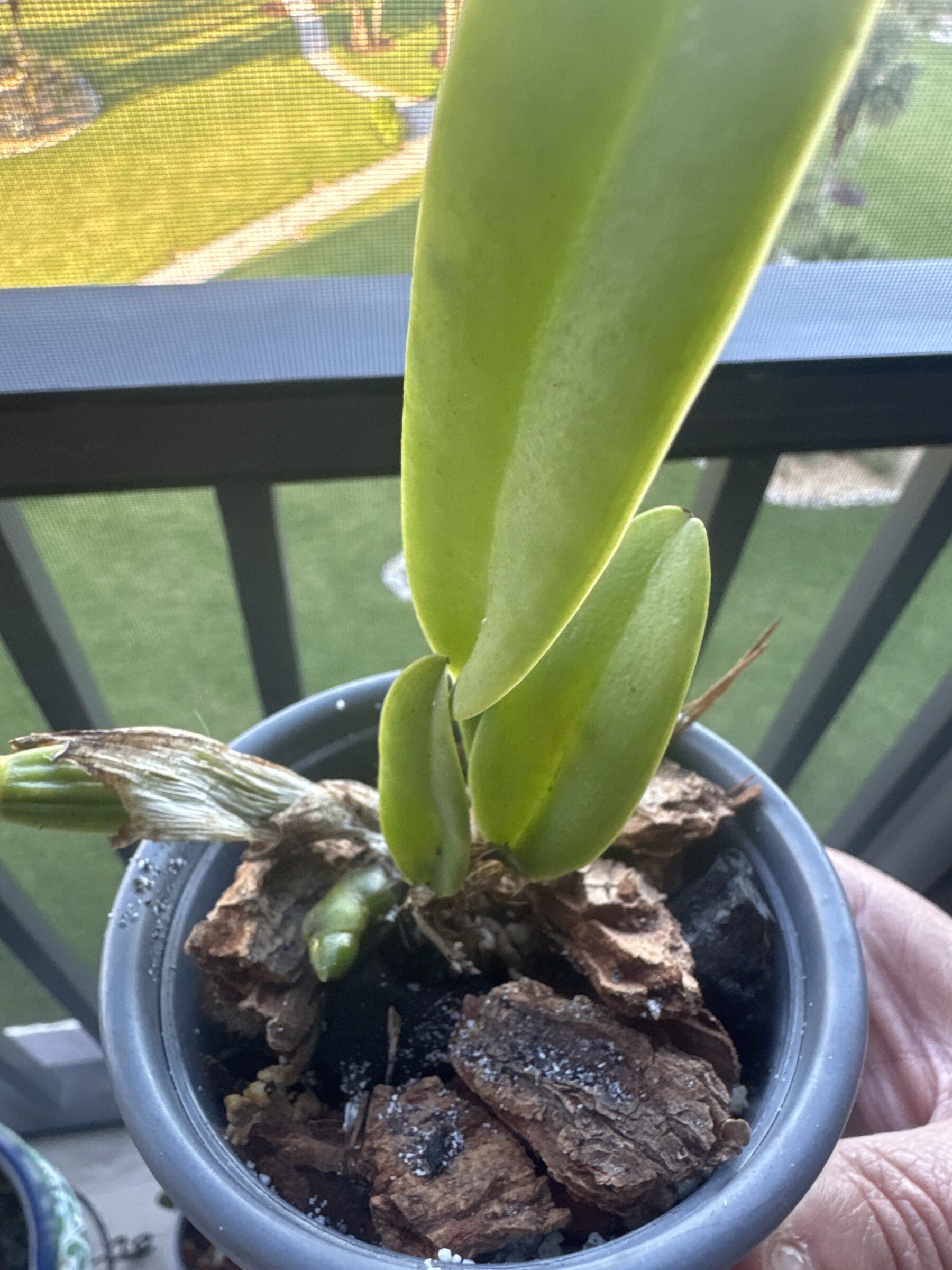 Mother Nature’s Son — 2026-04-15 — Post-Repot Check