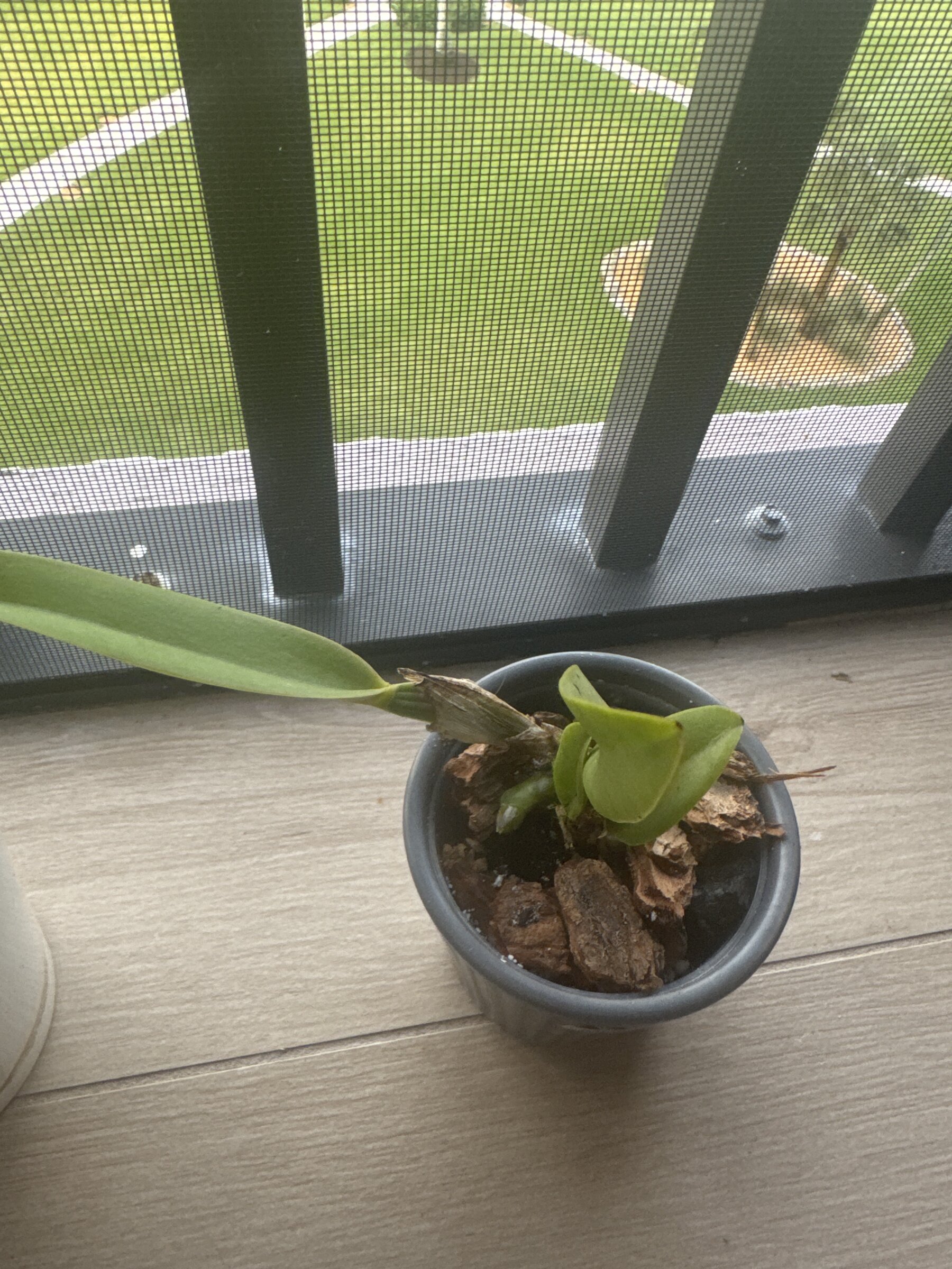 Mother Nature’s Son — 2026-04-18 — Early Repot Recovery