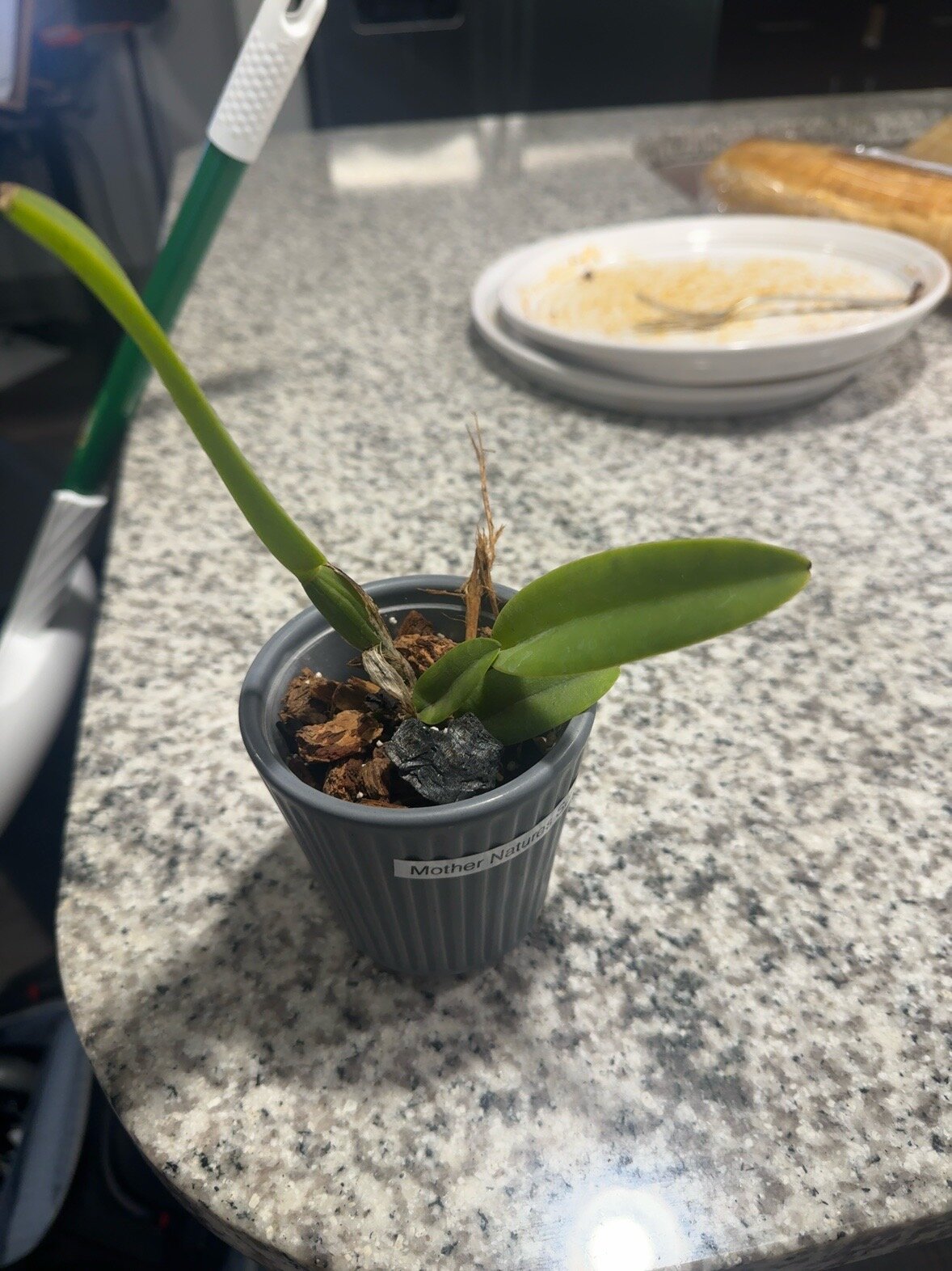 Mother Nature’s Son — 2026-06-13 — Settled After the Move