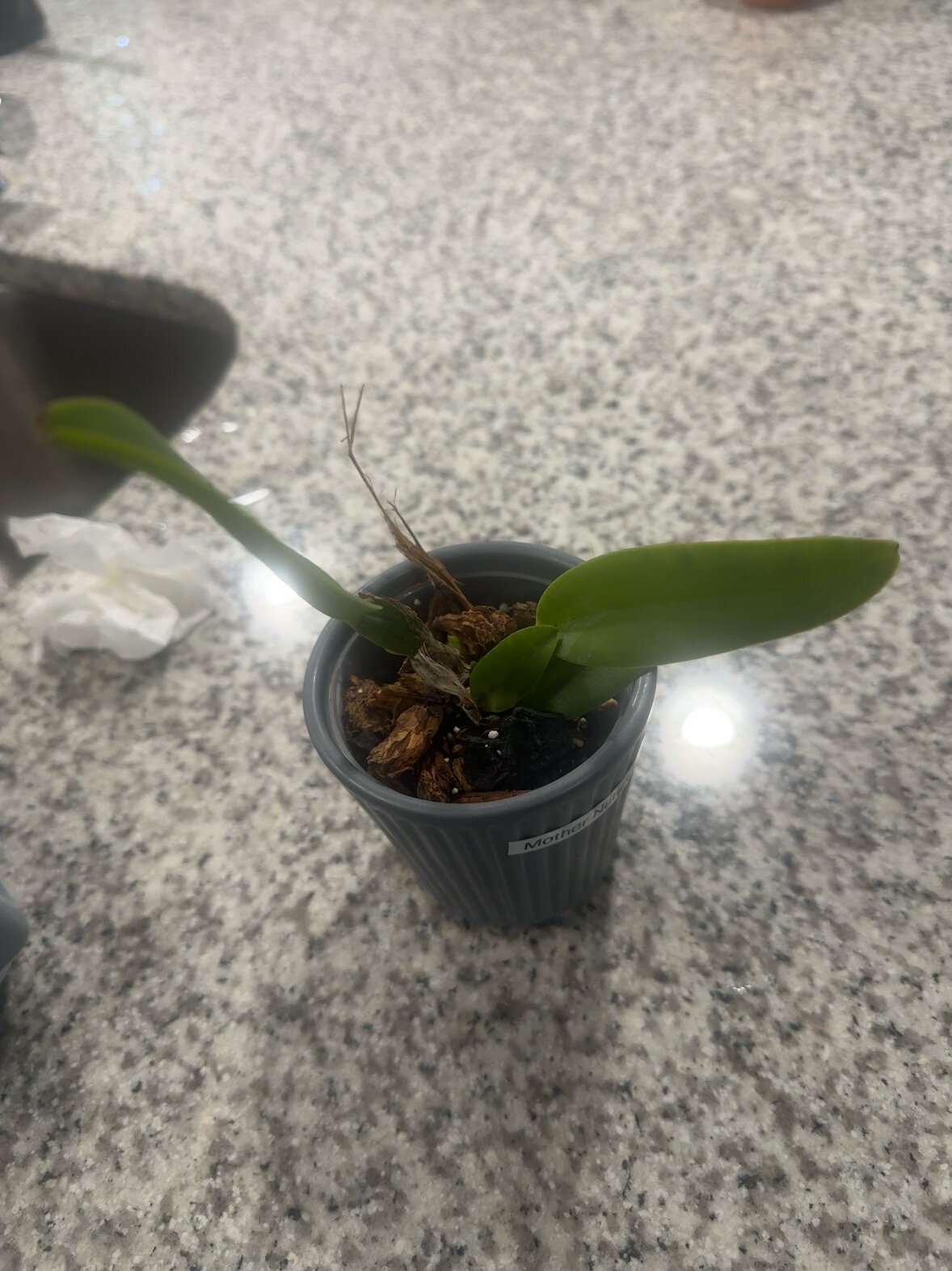 Mother Nature’s Son — 2026-06-21 — Indoor Growth Continues