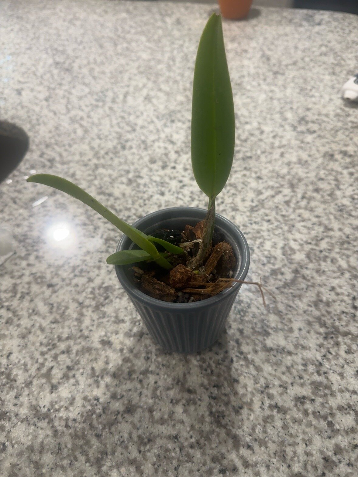 Mother Nature’s Son — 2026-06-21 — Indoor Growth Continues