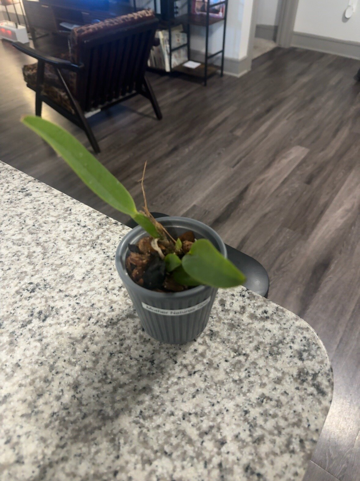 Mother Nature’s Son — 2026-06-28 — Steady Recovery