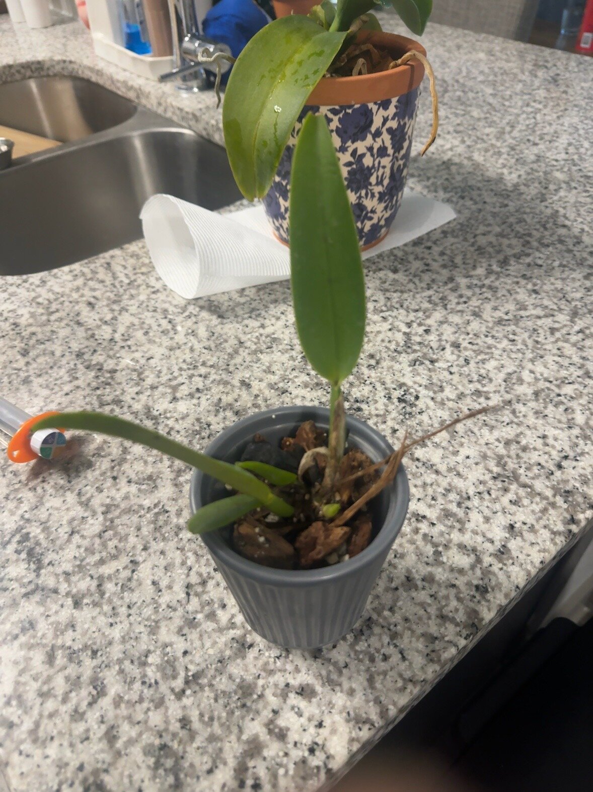 Mother Nature’s Son — 2026-06-28 — Steady Recovery