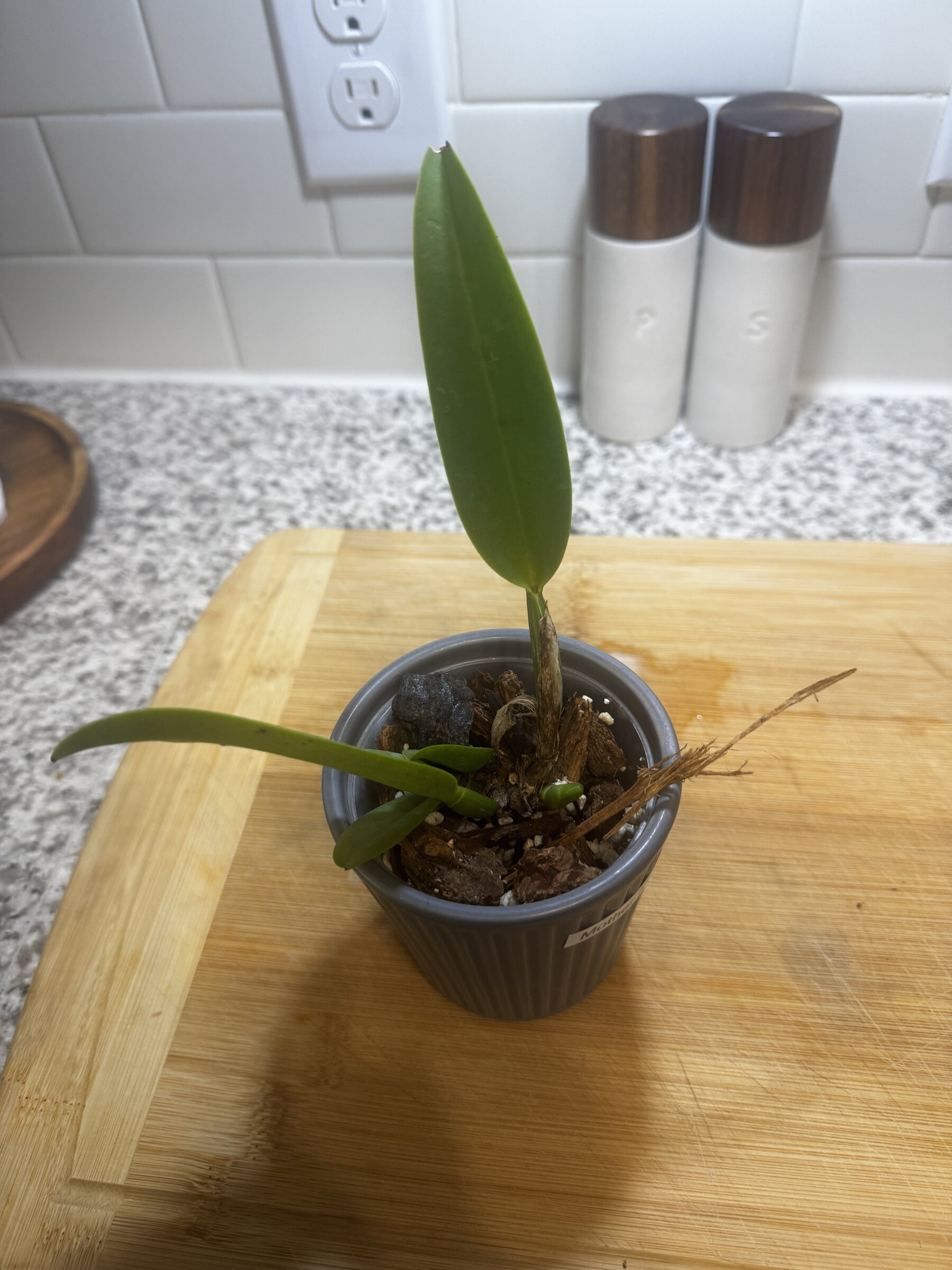 Mother Nature’s Son — 2026-07-12 — Fertilized During Active Growth