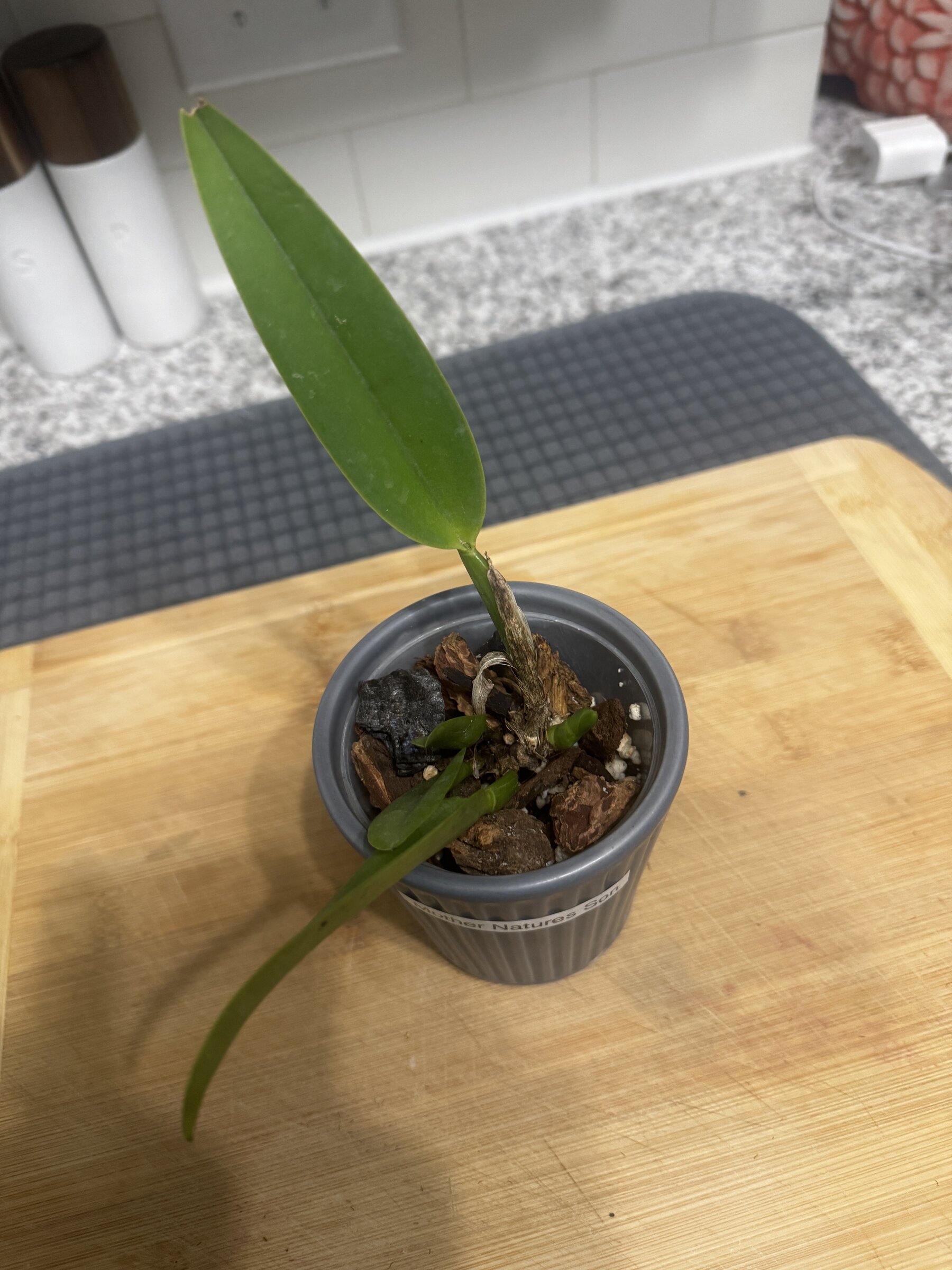 Mother Nature’s Son — 2026-07-19 — Lead Gains Height