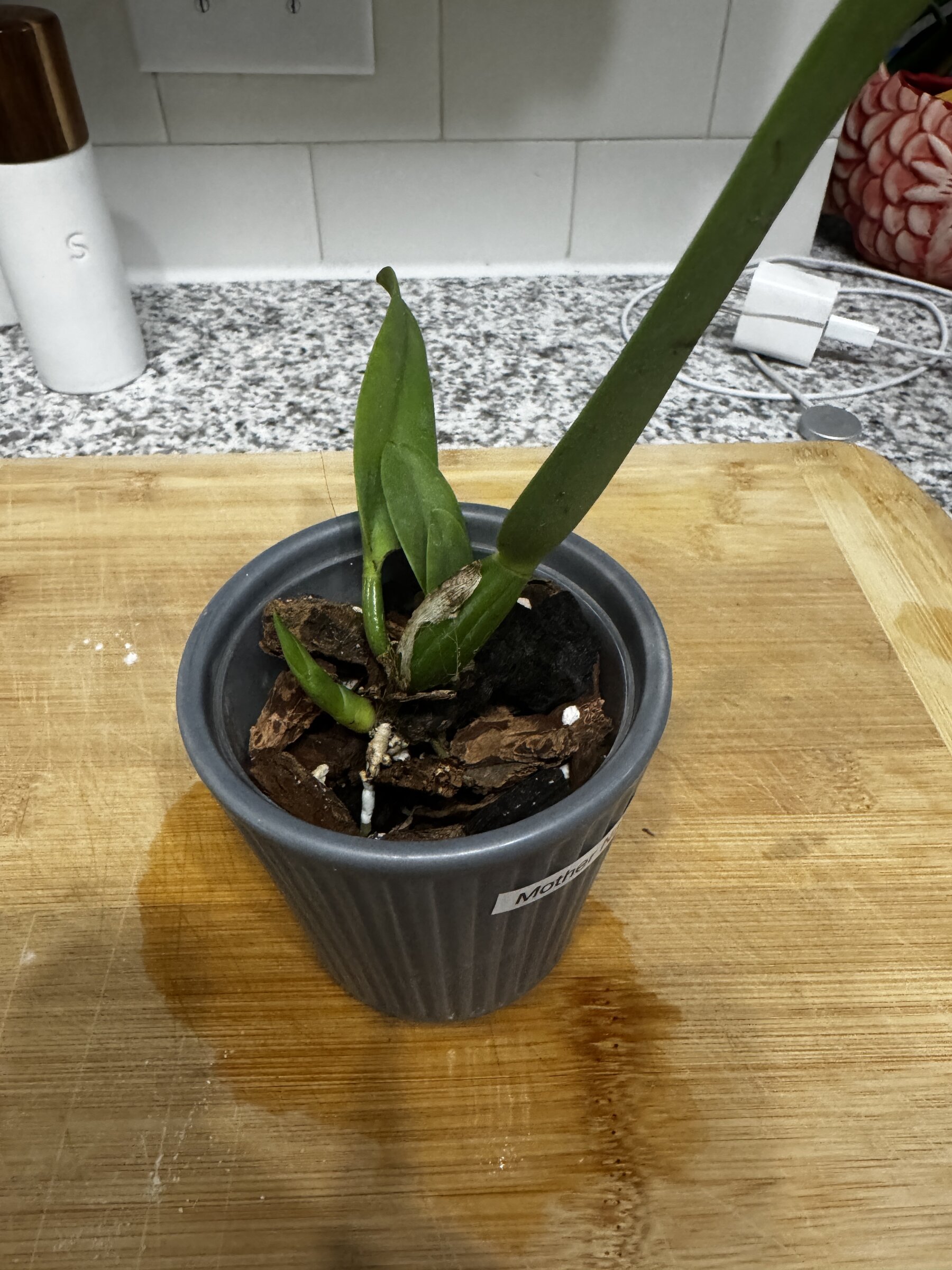 Mother Nature’s Son — 2026-07-26 — New Root From the Active Lead