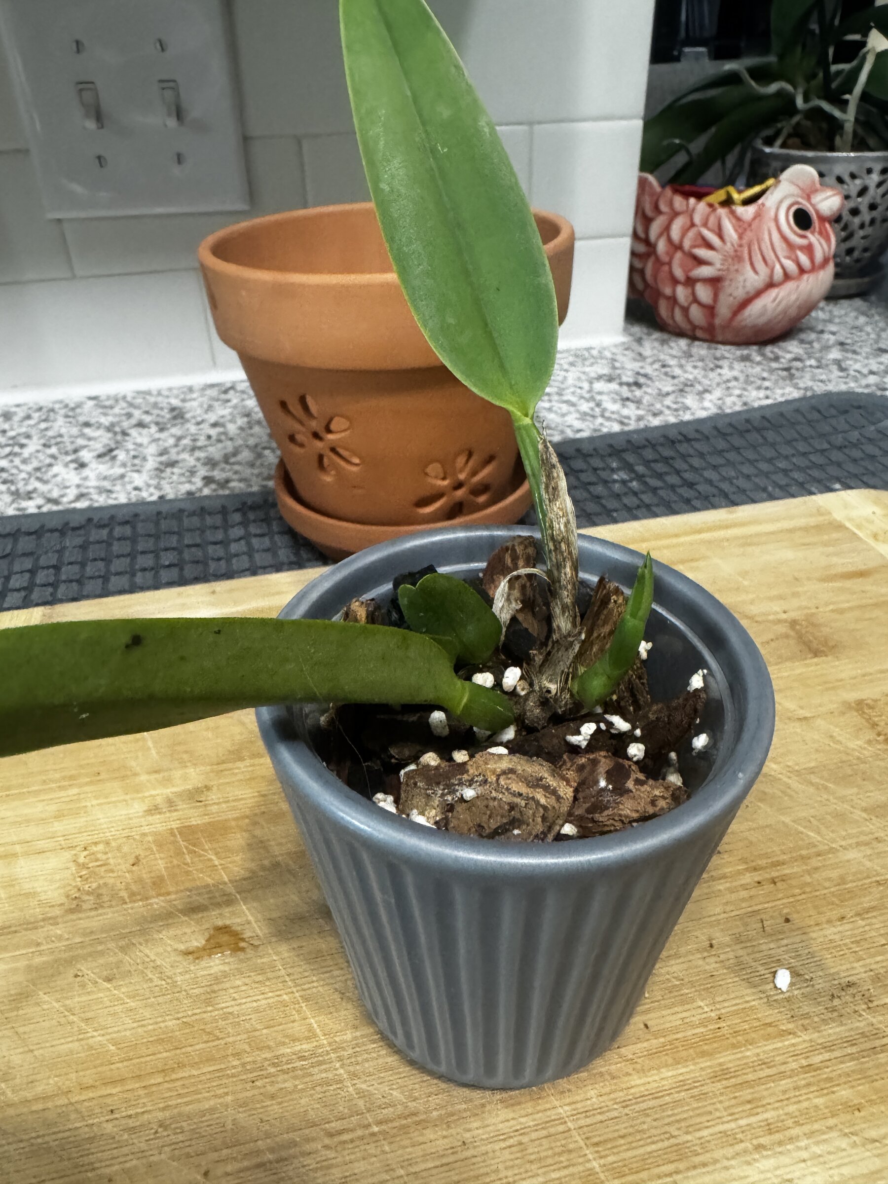 Mother Nature’s Son — 2026-08-02 — Weekly Update