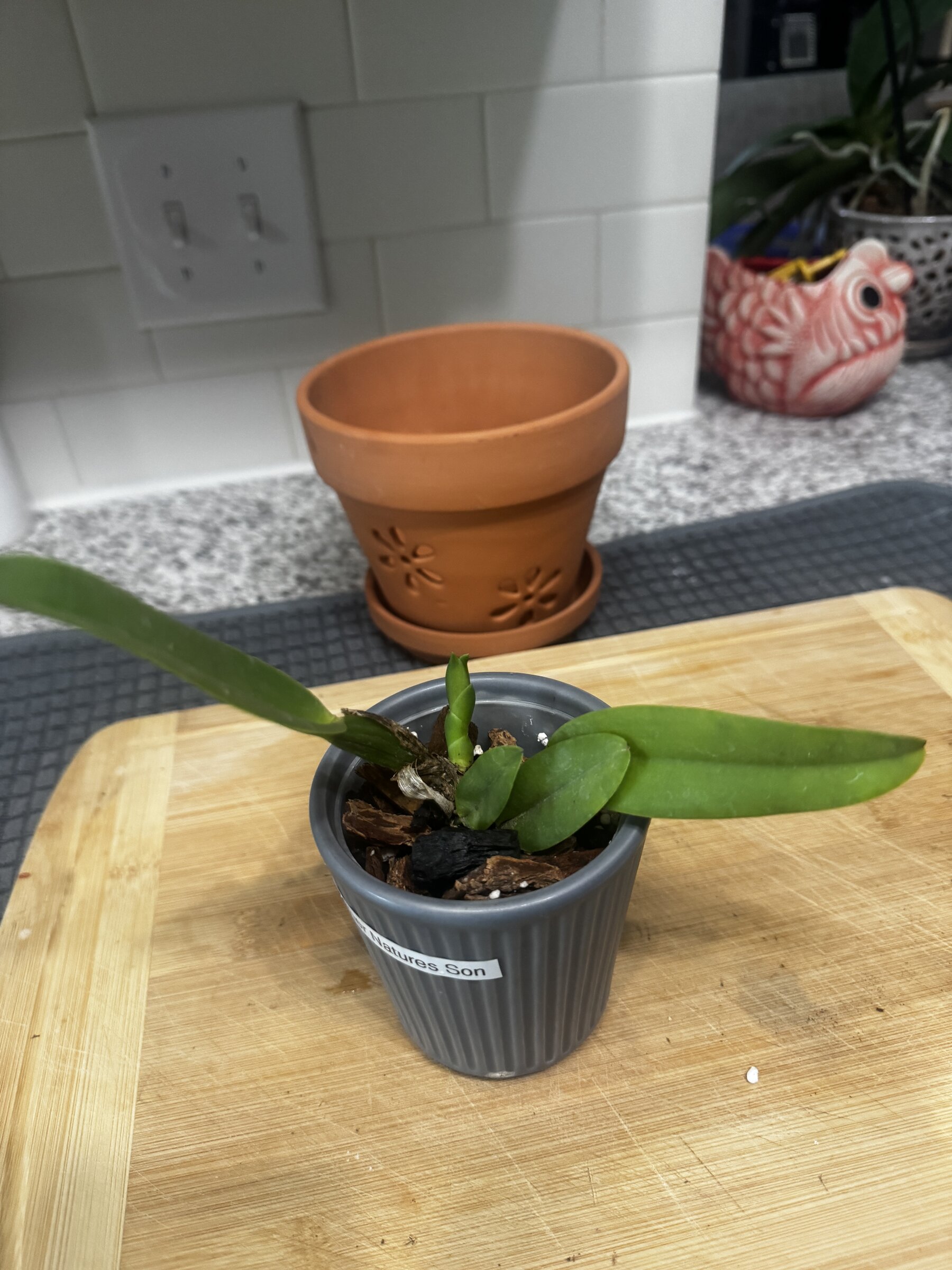 Mother Nature’s Son — 2026-08-02 — Weekly Update