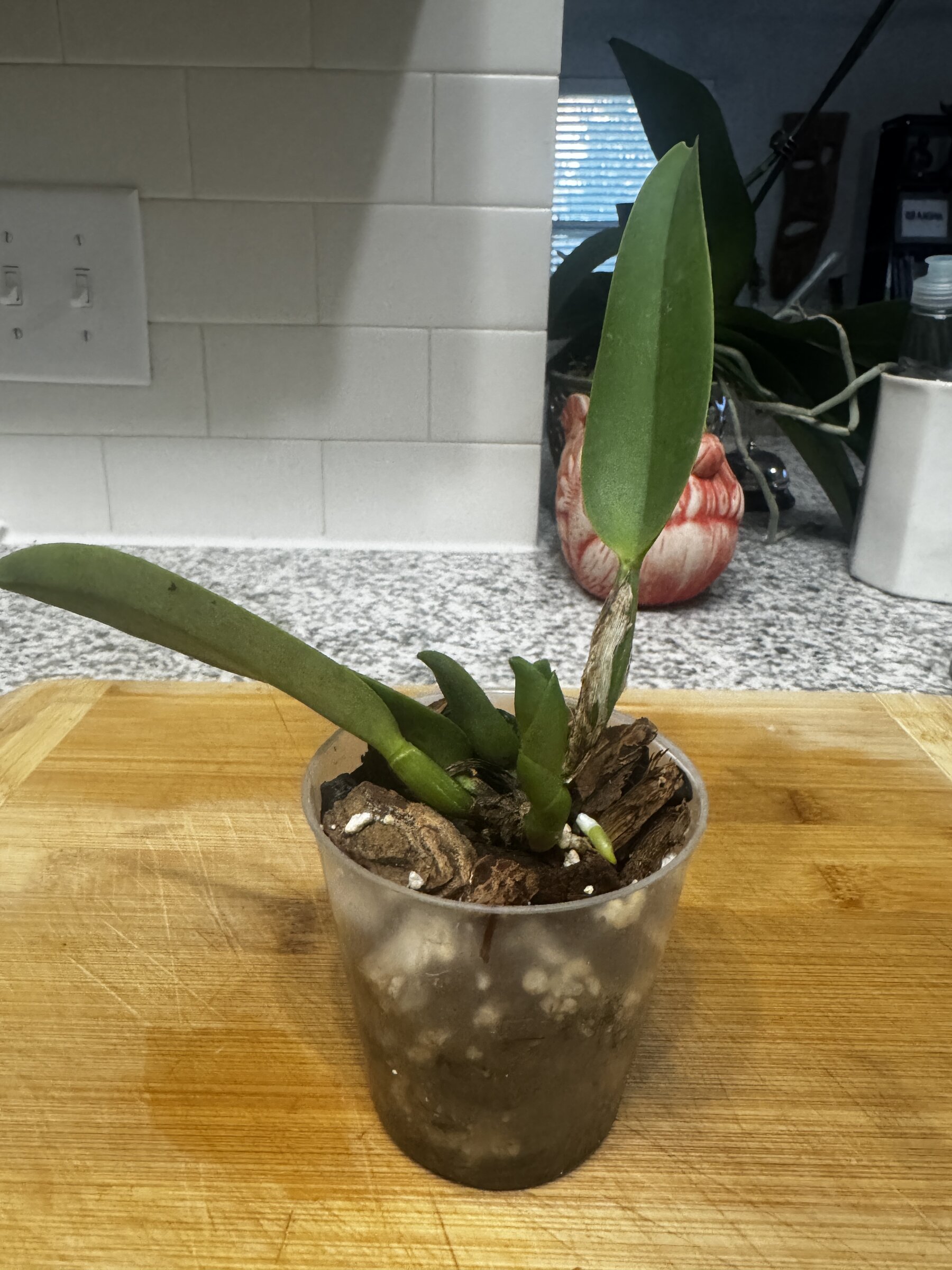 Mother Nature’s Son — 2026-08-09 — Weekly Update