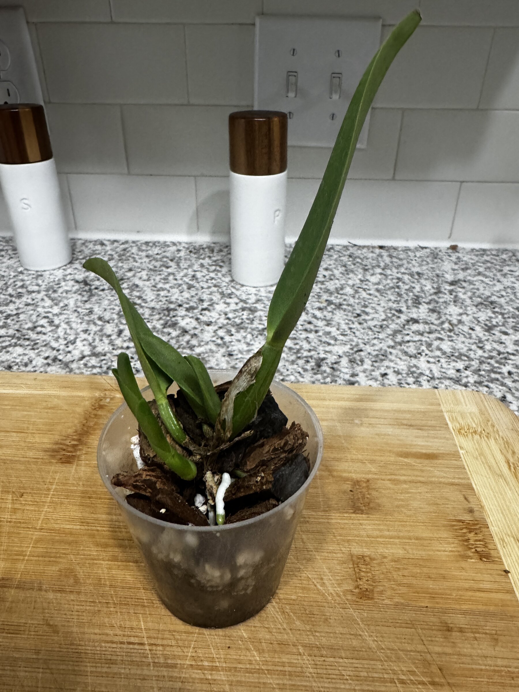 Mother Nature’s Son — 2026-08-18 — Weekly Update
