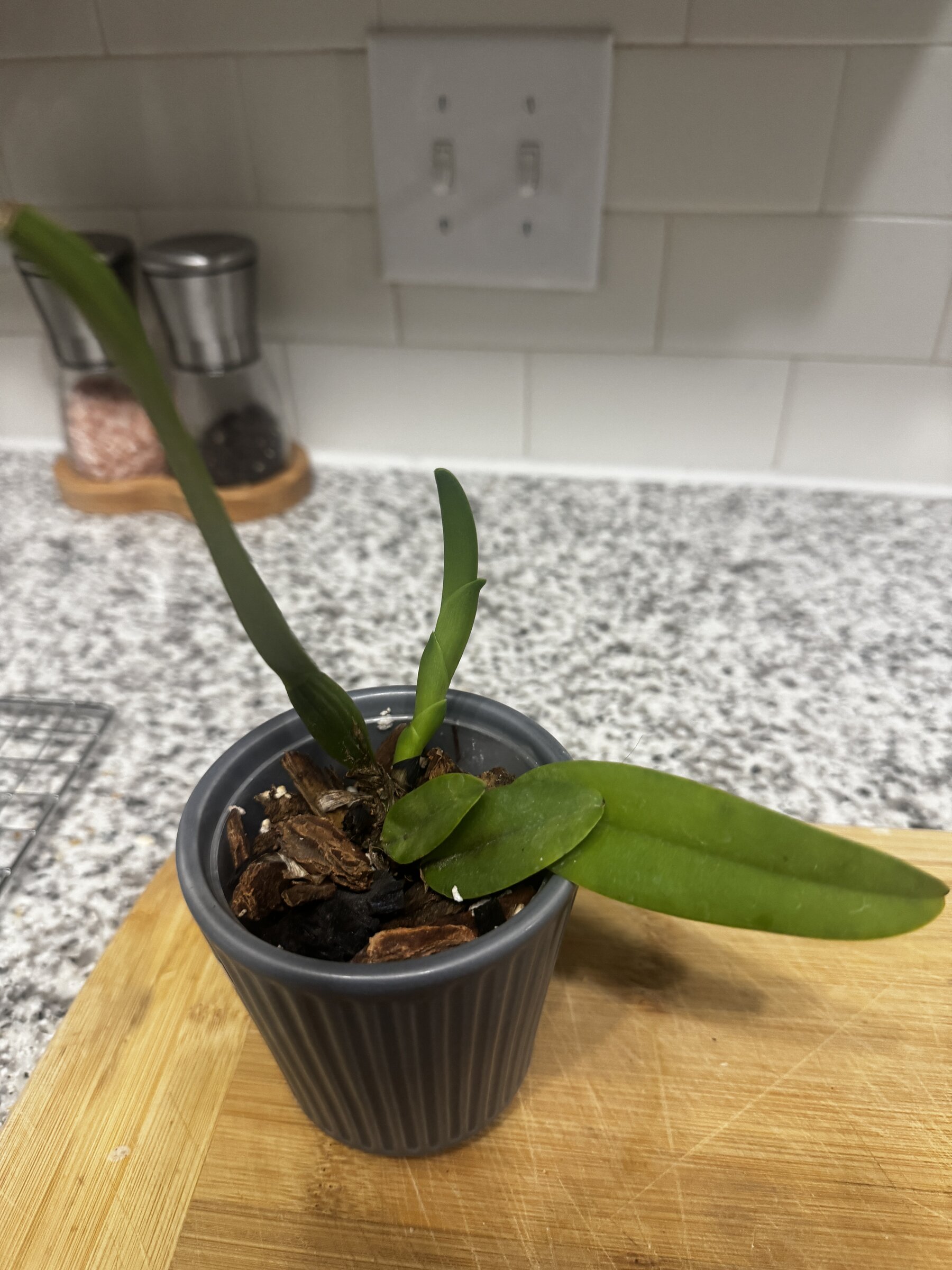 Mother Nature’s Son — 2026-09-07 — Weekly Update
