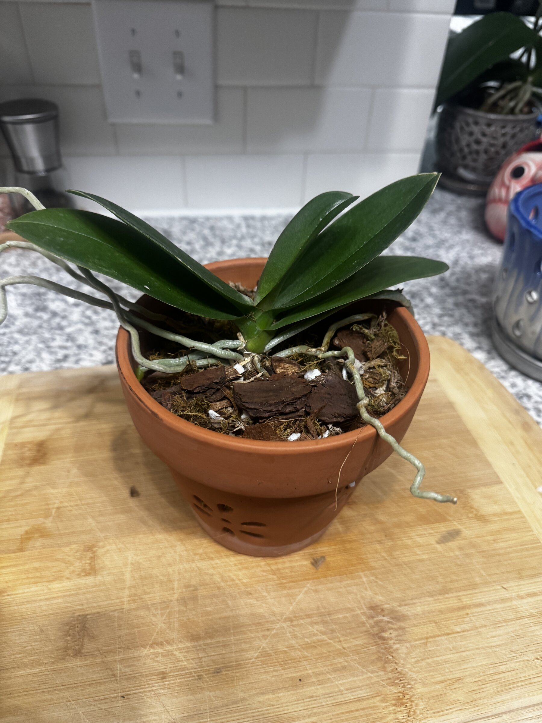 Phal McCartney — current photograph