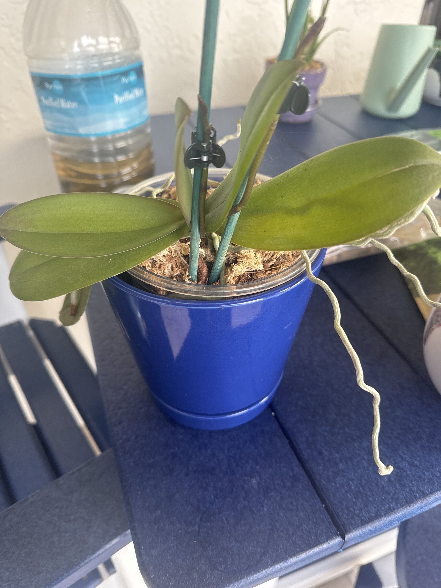 Phal McCartney — original photograph