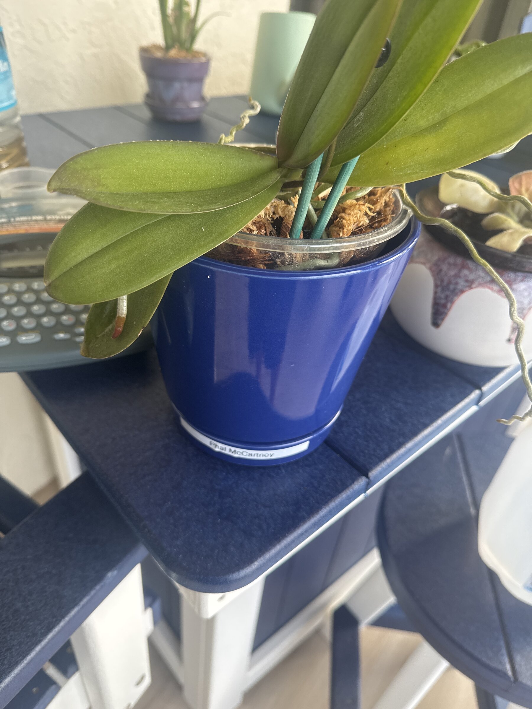 Phal McCartney — 2026-01-05 — Two Flower Spikes