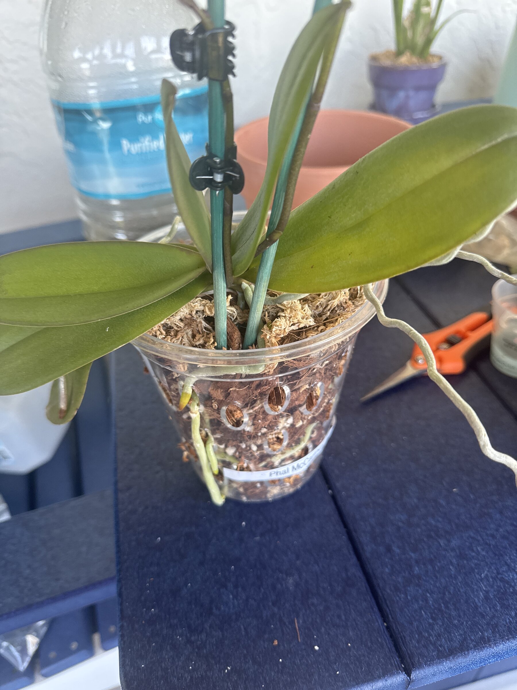 Phal McCartney — 2026-01-10 — Spikes and Aerial Roots Growing