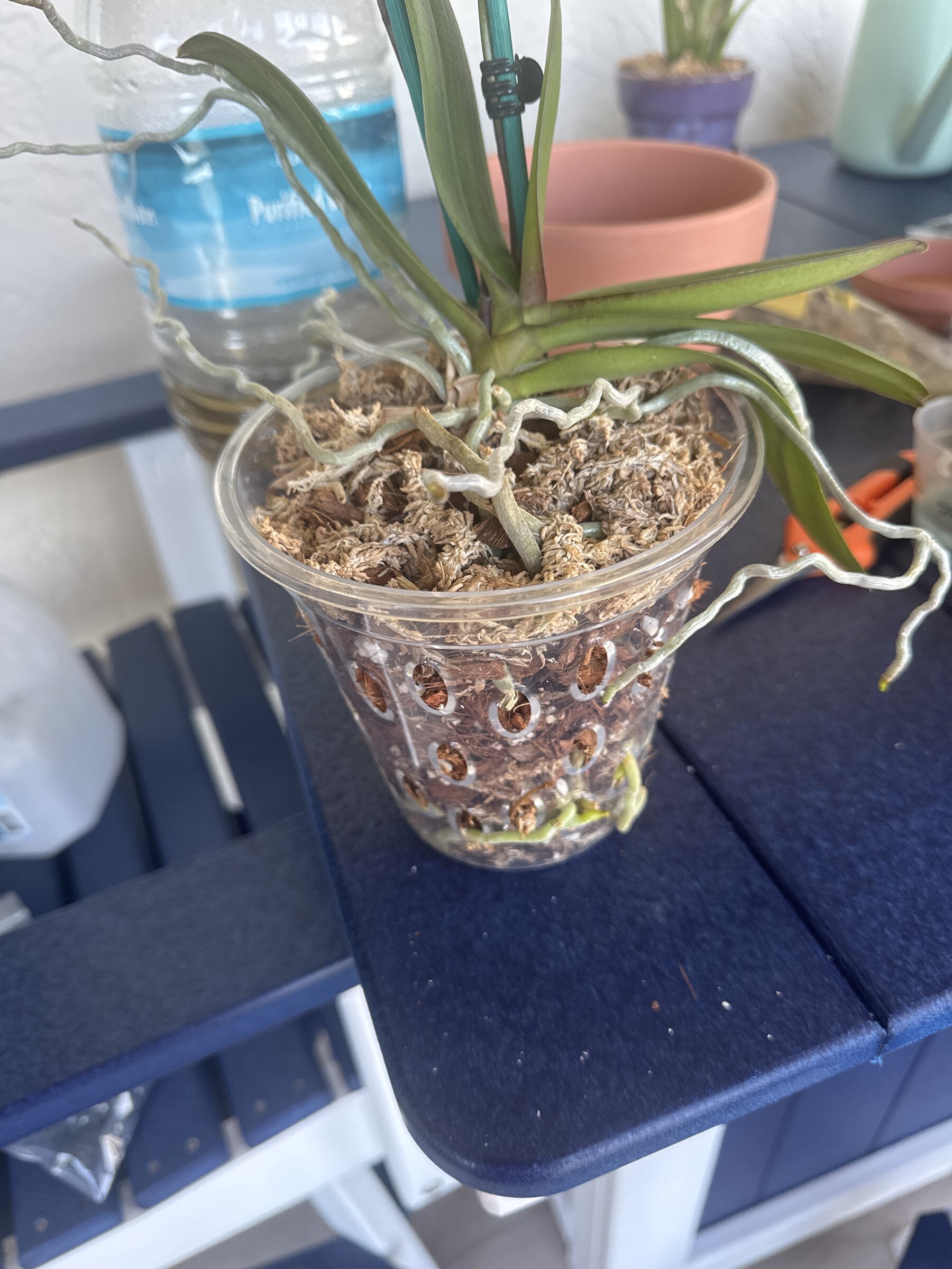 Phal McCartney — 2026-01-10 — Spikes and Aerial Roots Growing