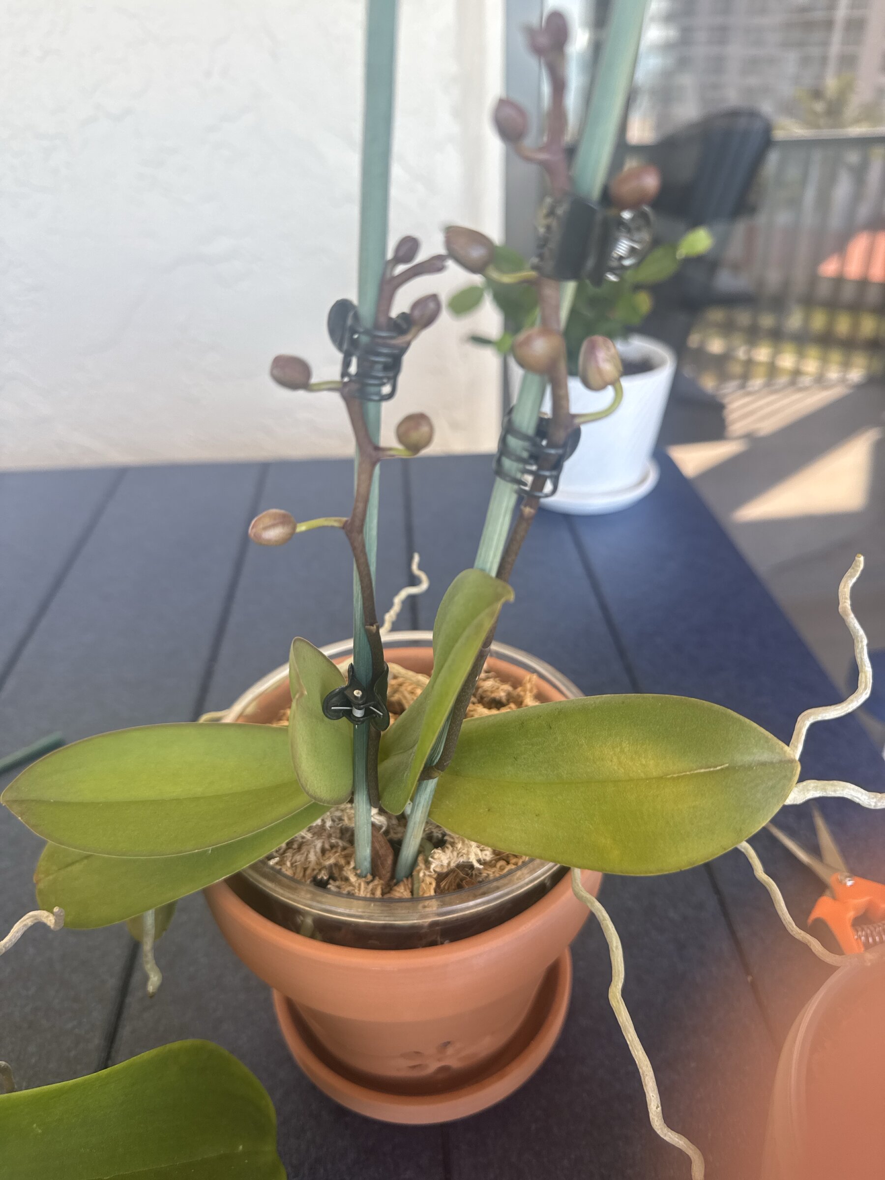 Phal McCartney — 2026-02-11 — Spikes Lined With Buds