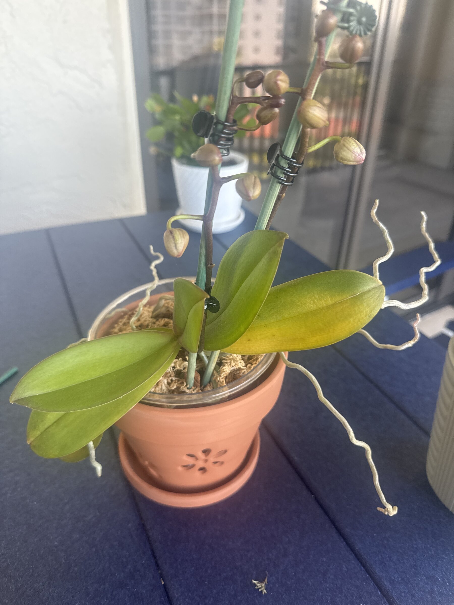 Phal McCartney — 2026-02-19 — First Buds Opening