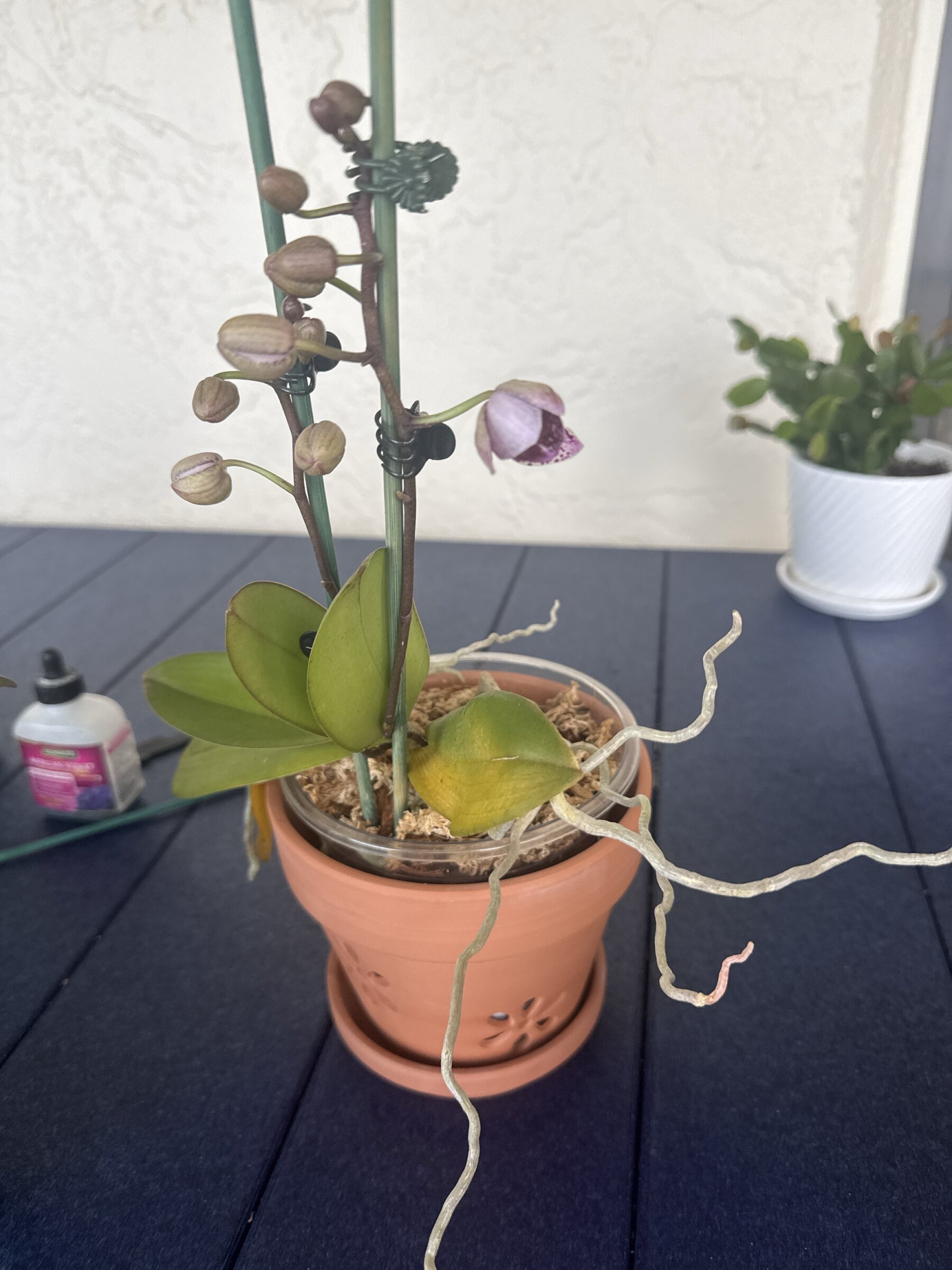Phal McCartney — 2026-02-22 — First Preview