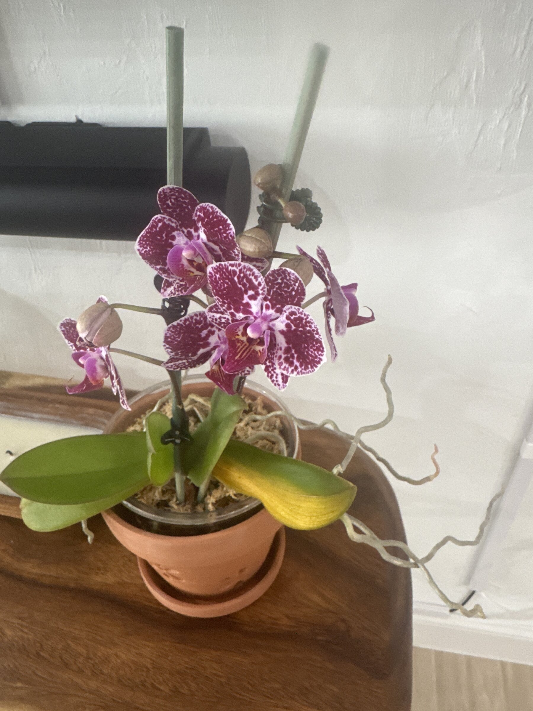 Phal McCartney — 2026-02-28 — Flowers Opening