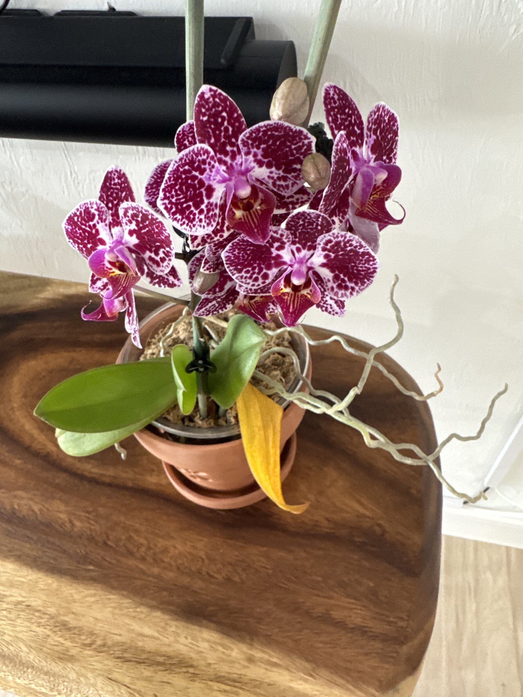 Phal McCartney — 2026-03-07 — Nearly Full Bloom