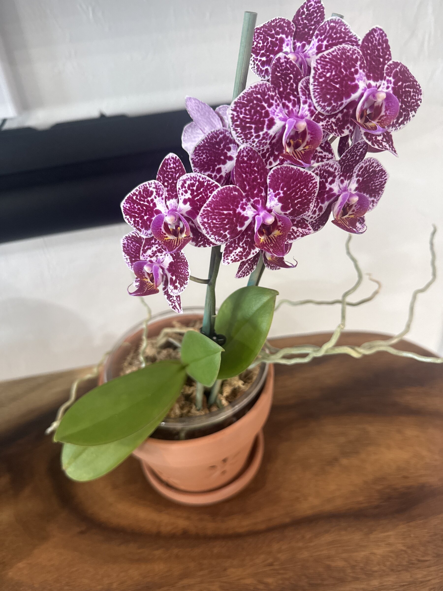 Phal McCartney — 2026-03-22 — Full Bloom