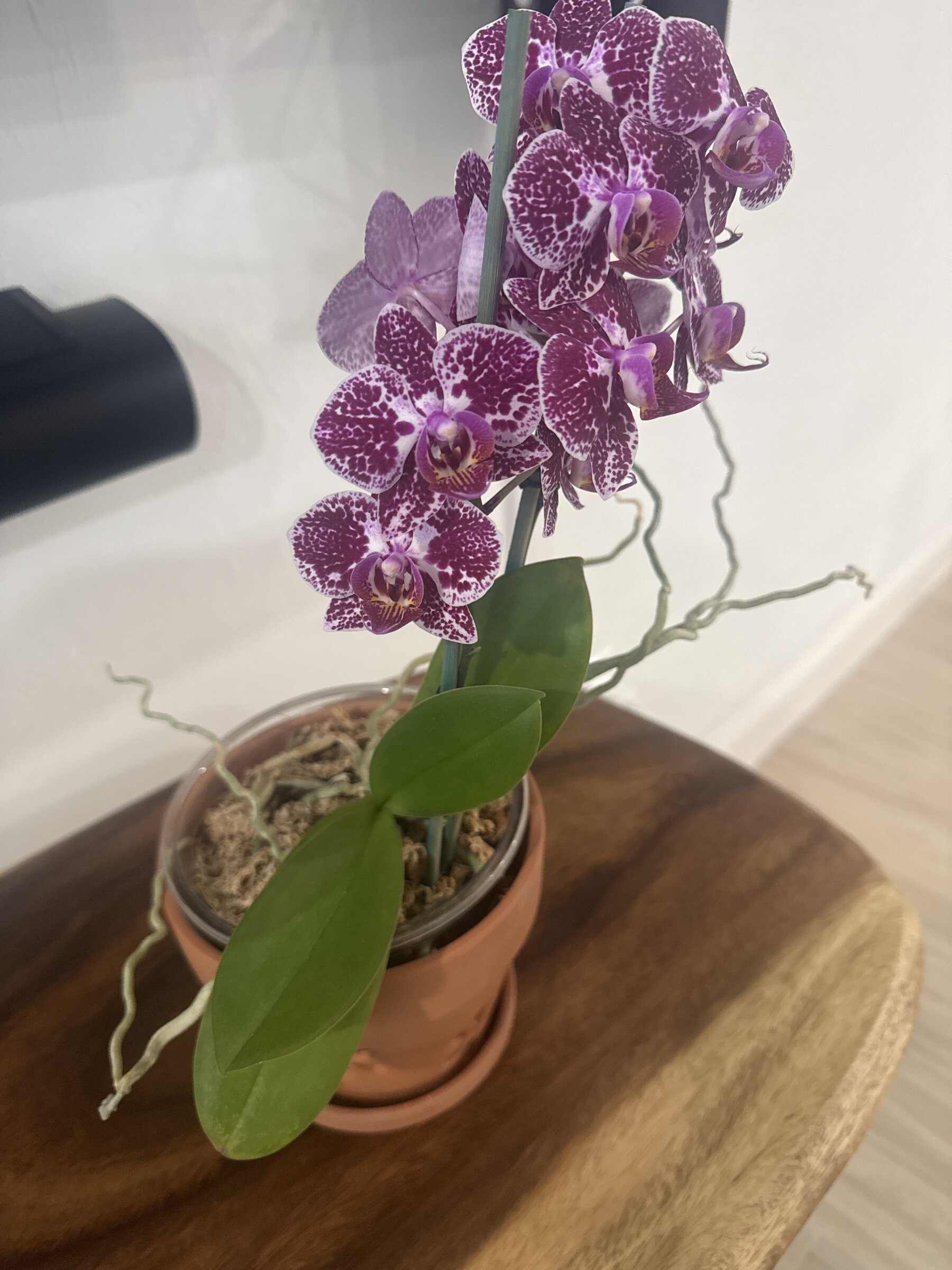 Phal McCartney — 2026-03-29 — Full Bloom Continues