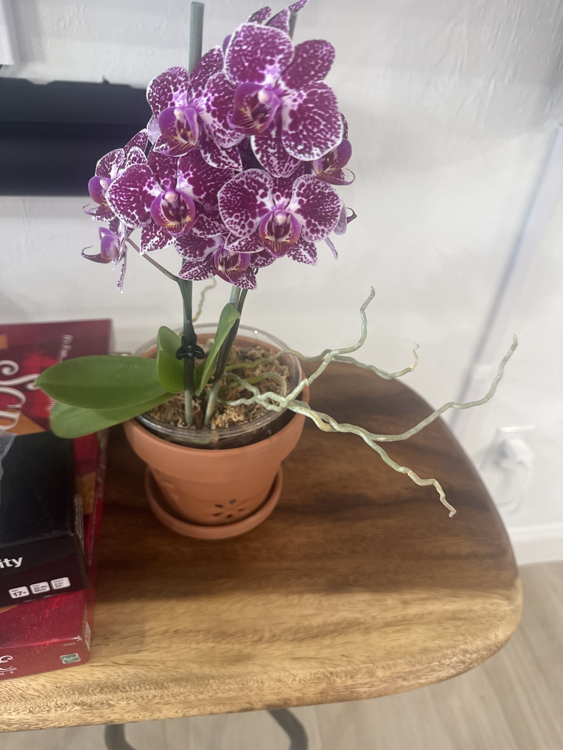 Phal McCartney — 2026-04-05 — Sustained Full Bloom