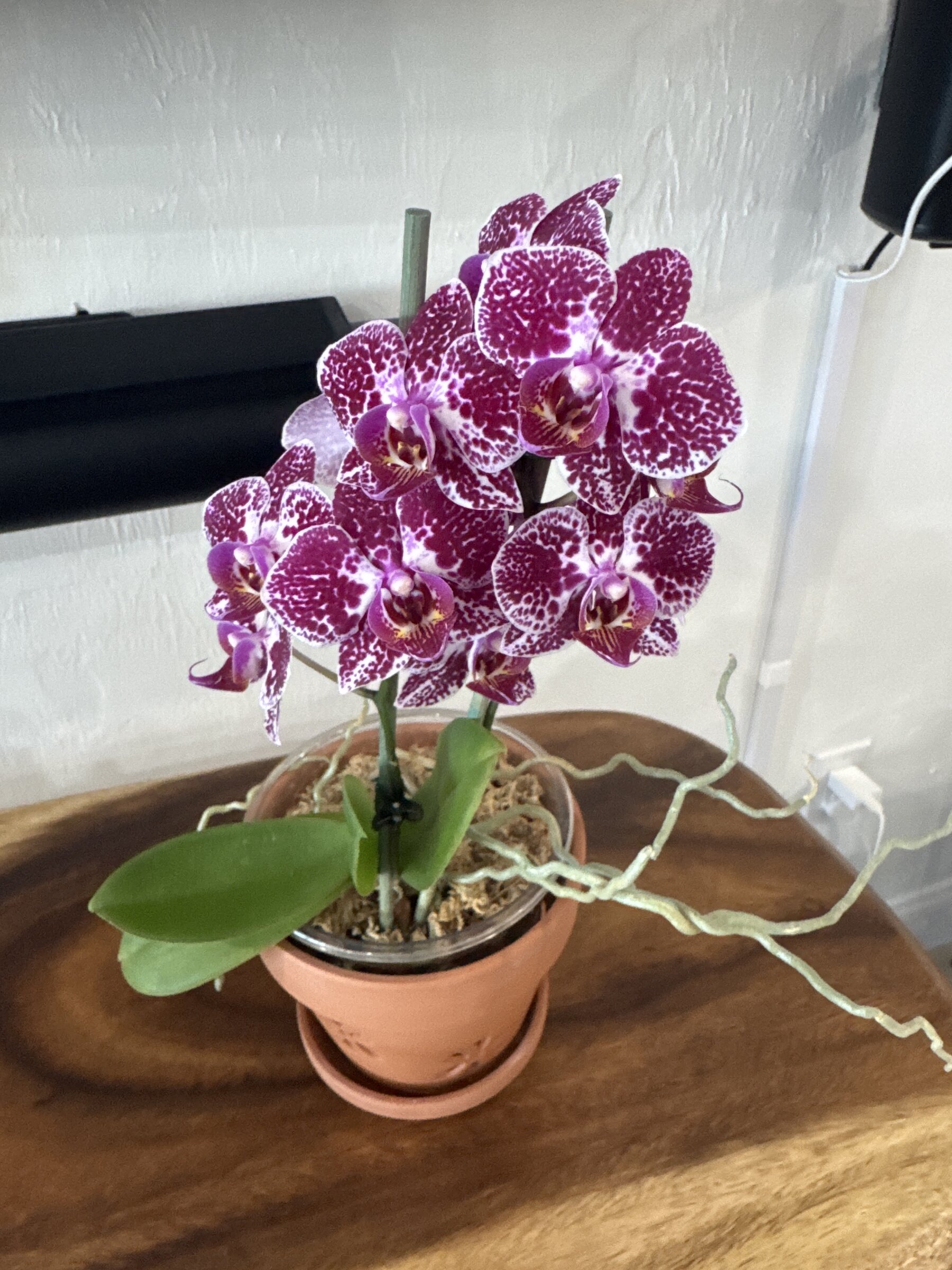 Phal McCartney — 2026-04-12 — Final Documented Week in Bloom