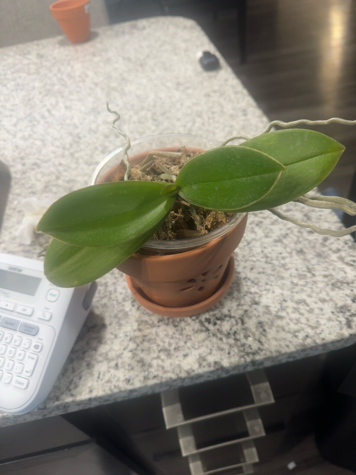 Phal McCartney — 2026-06-21 — First Photo After the Move