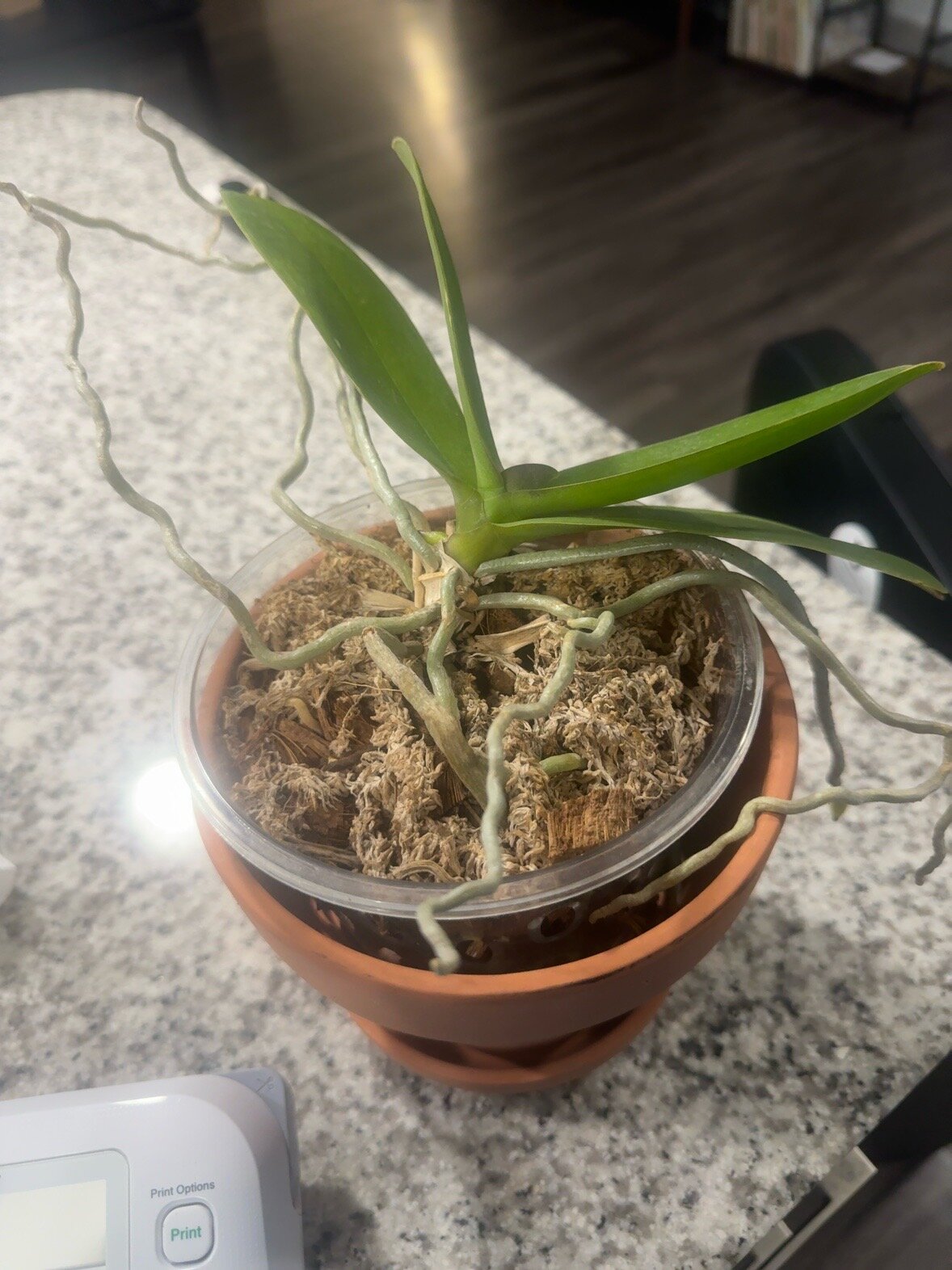 Phal McCartney — 2026-06-21 — First Photo After the Move