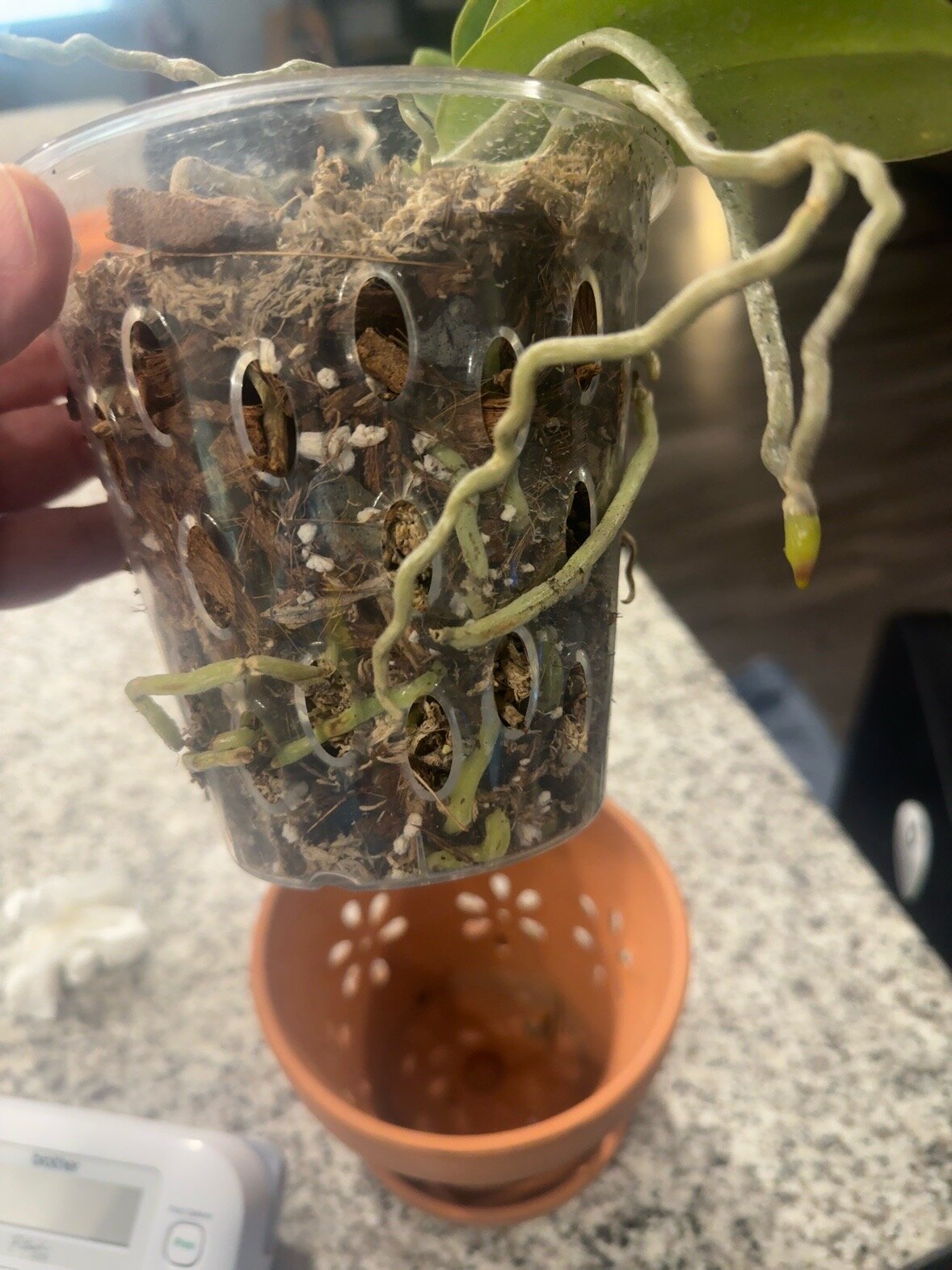 Phal McCartney — 2026-06-28 — Recovery Underway