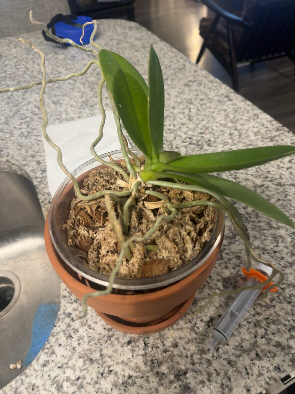 Phal McCartney — 2026-06-28 — Recovery Underway