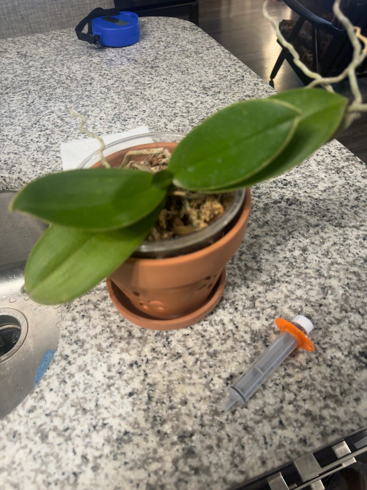 Phal McCartney — 2026-06-28 — Recovery Underway