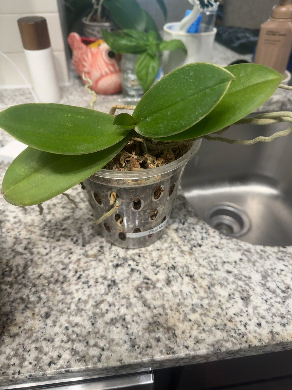 Phal McCartney — 2026-07-05 — New Leaf Broadens