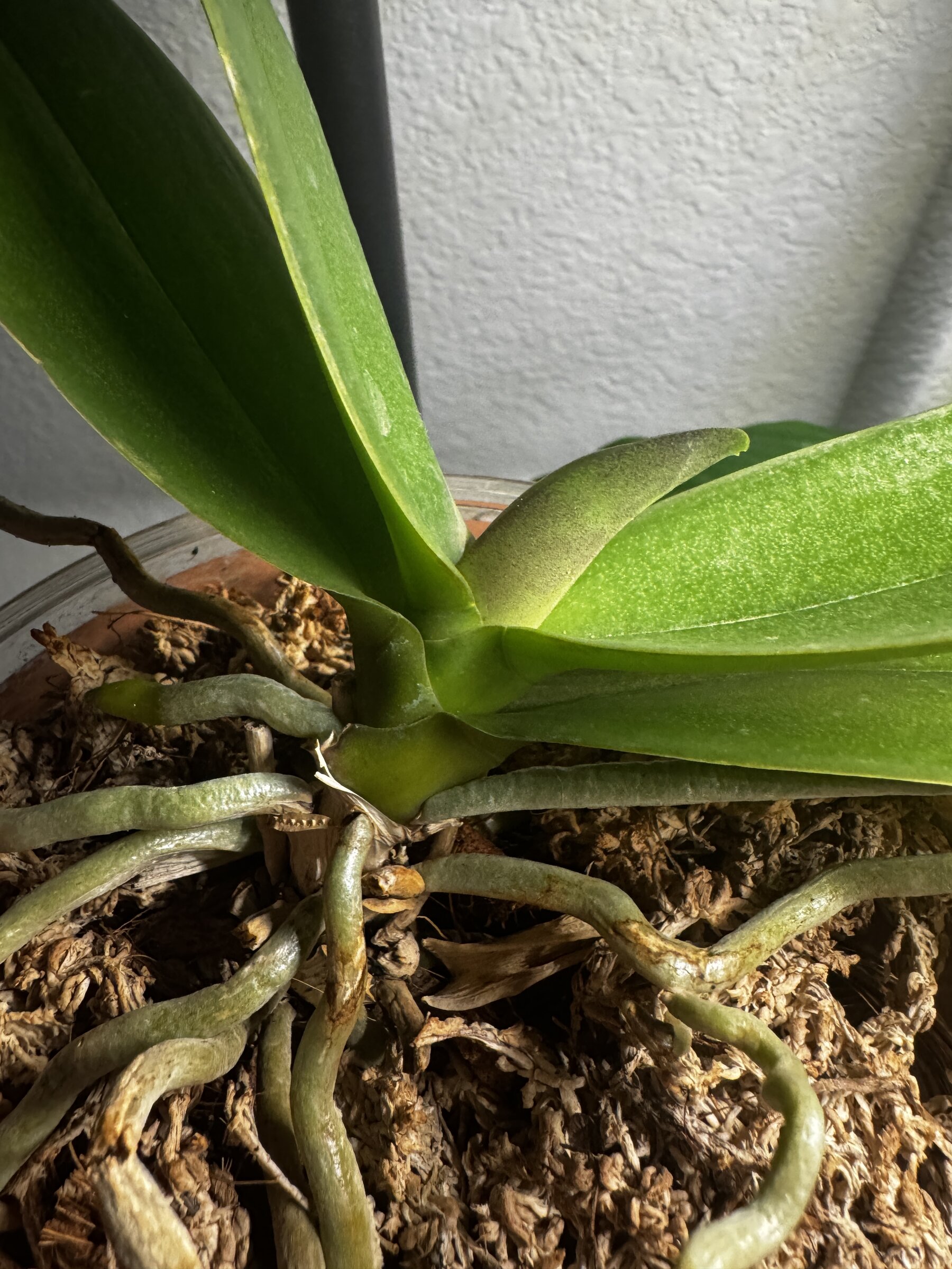 Phal McCartney — 2026-07-12 — Back to Business