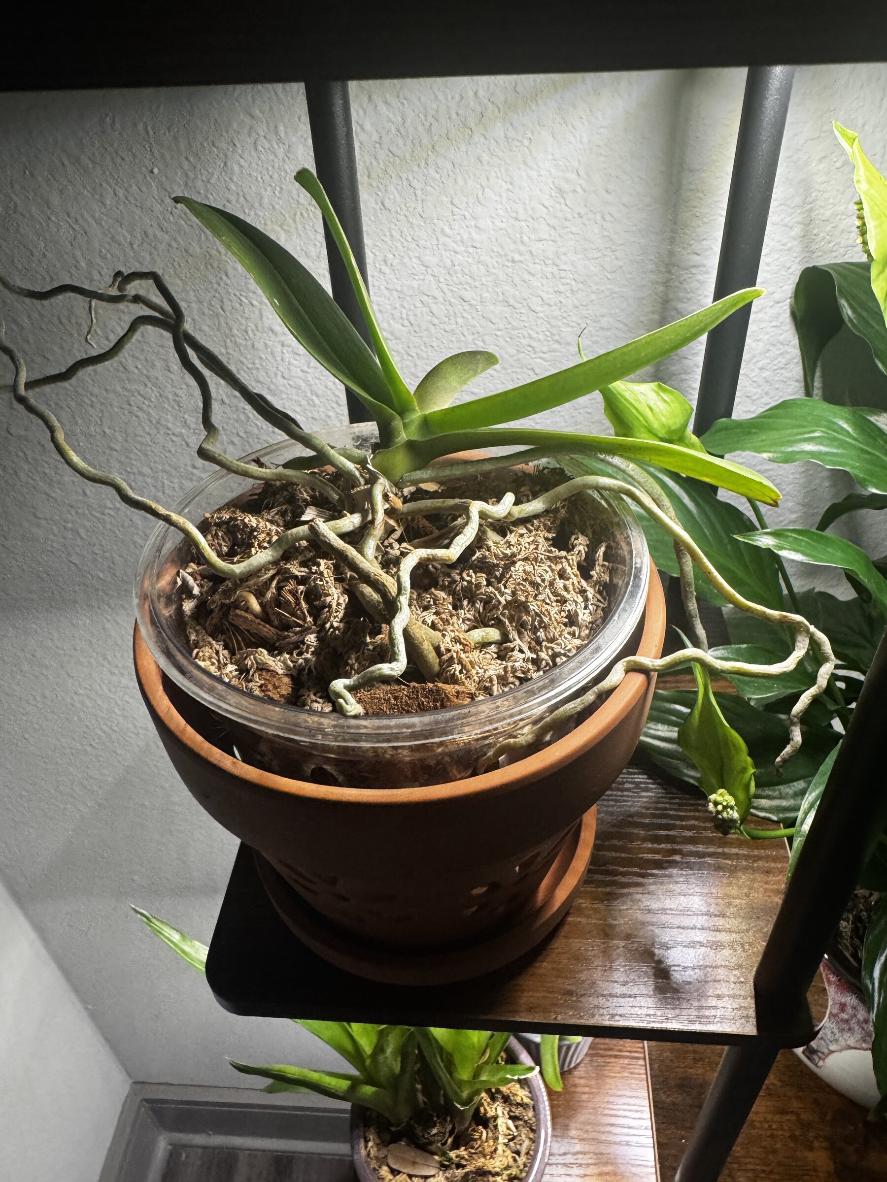 Phal McCartney — 2026-07-12 — Back to Business