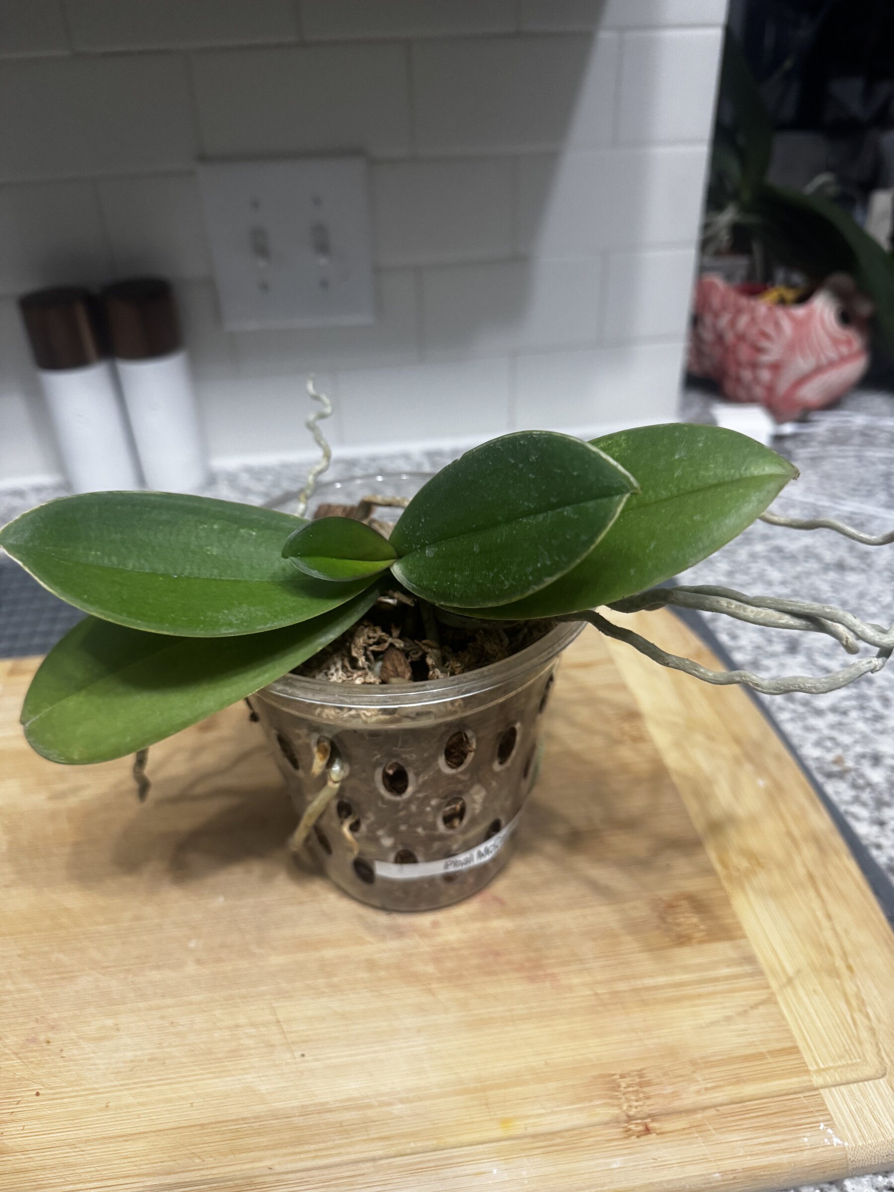 Phal McCartney — 2026-07-19 — Leaf Maturing