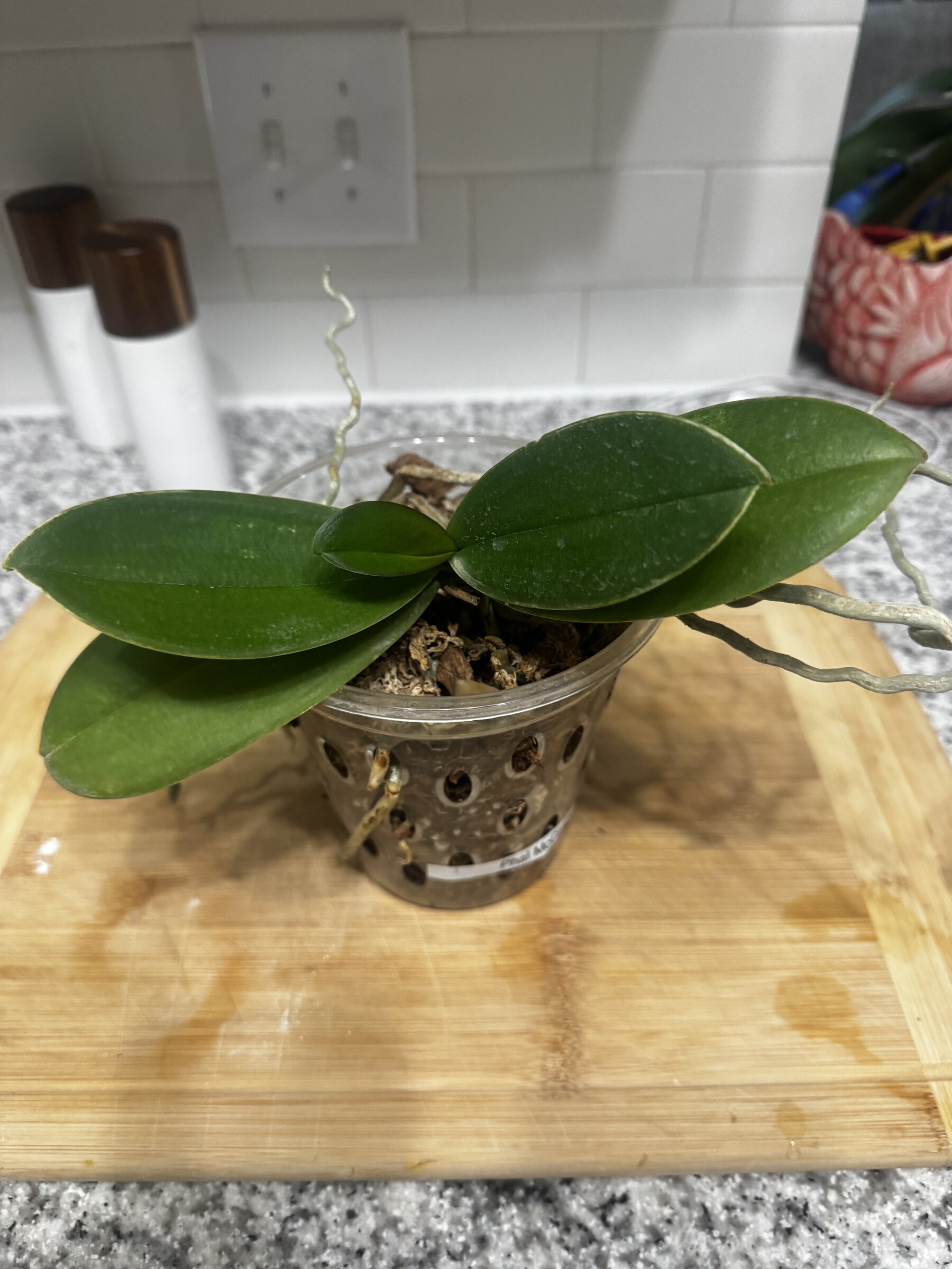 Phal McCartney — 2026-07-26 — Fully Settled in Texas